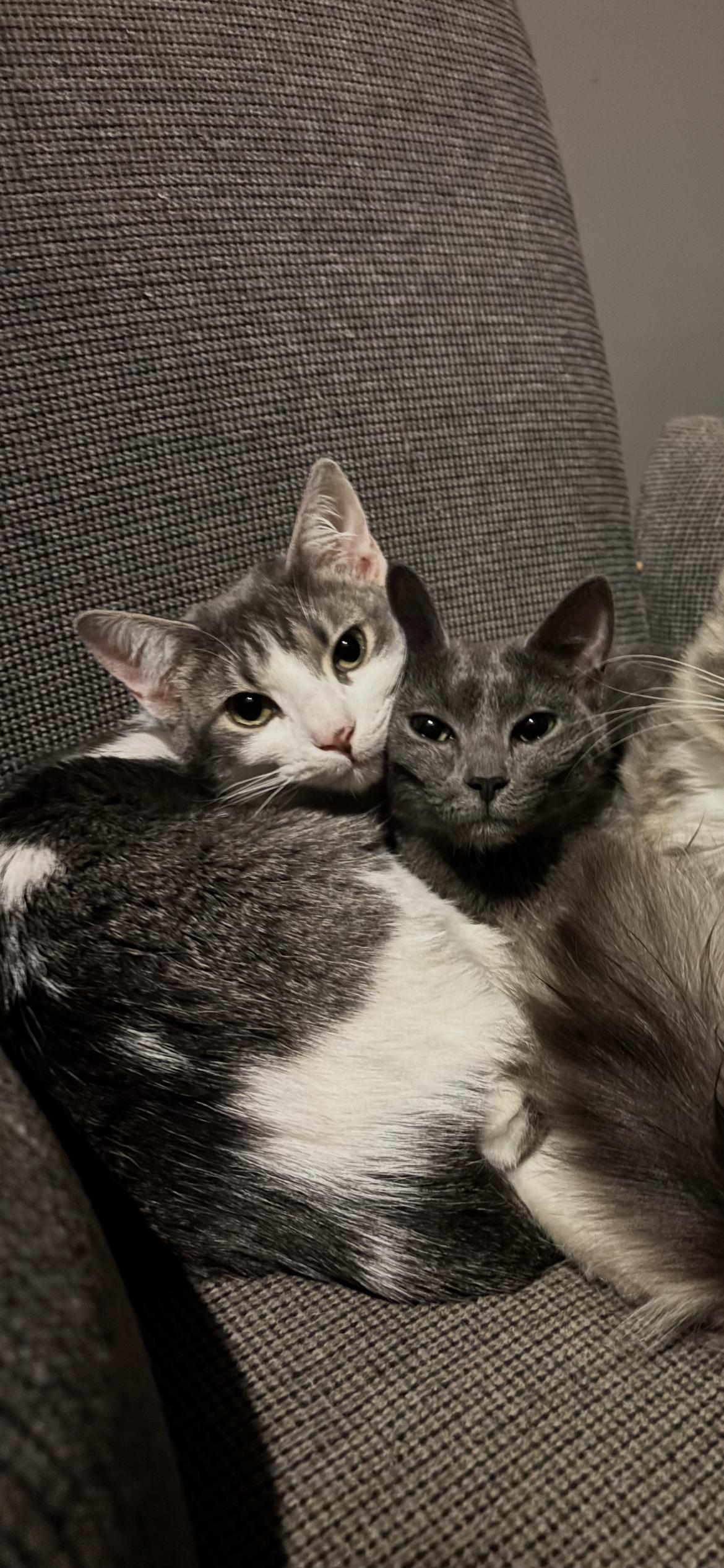 Enlarge Ash, a Adopted Domestic Short Hair in Eureka, MO image 1/3