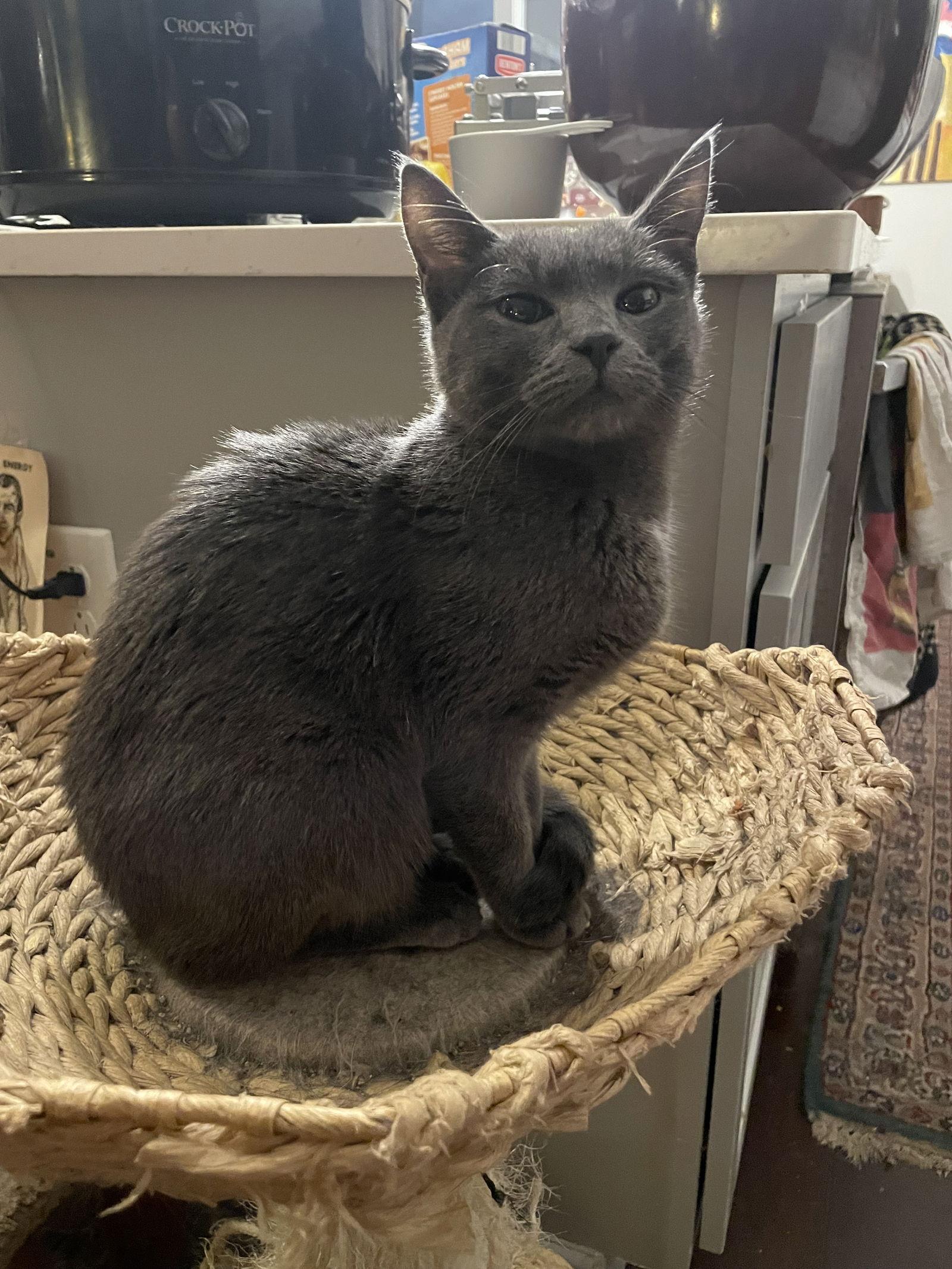 Enlarge Ash, a Adopted Domestic Short Hair in Eureka, MO image 2/3