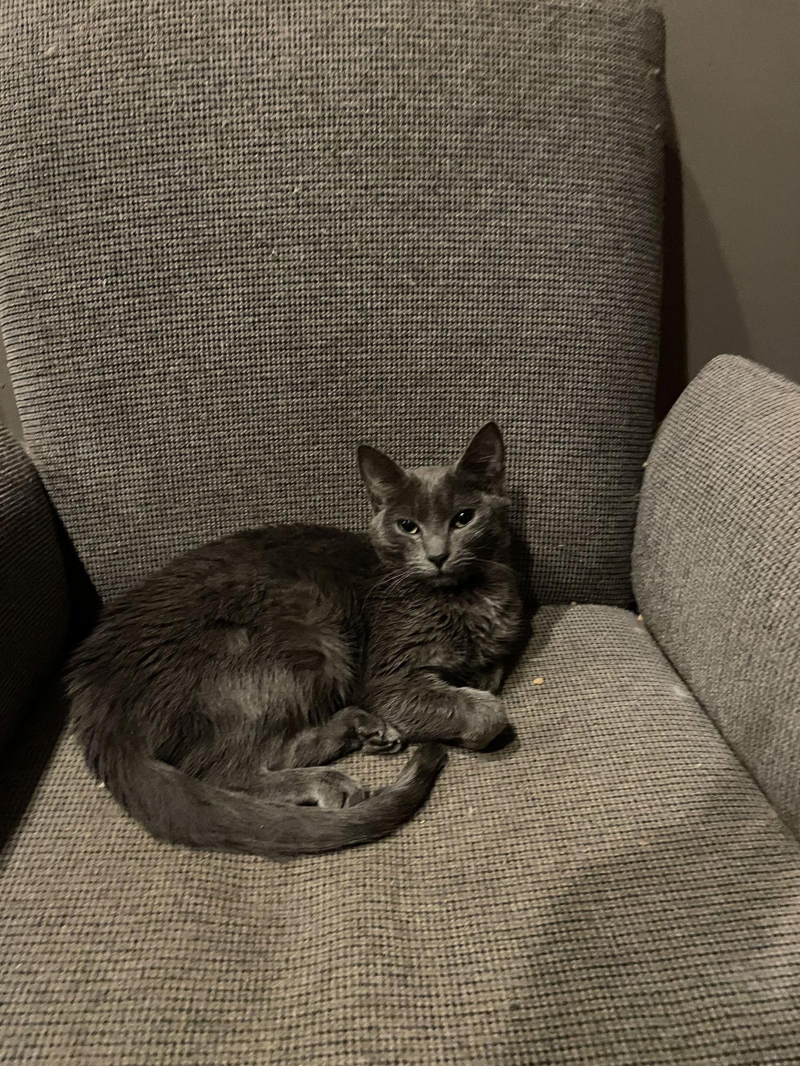 Enlarge Ash, a Adopted Domestic Short Hair in Eureka, MO image 3/3