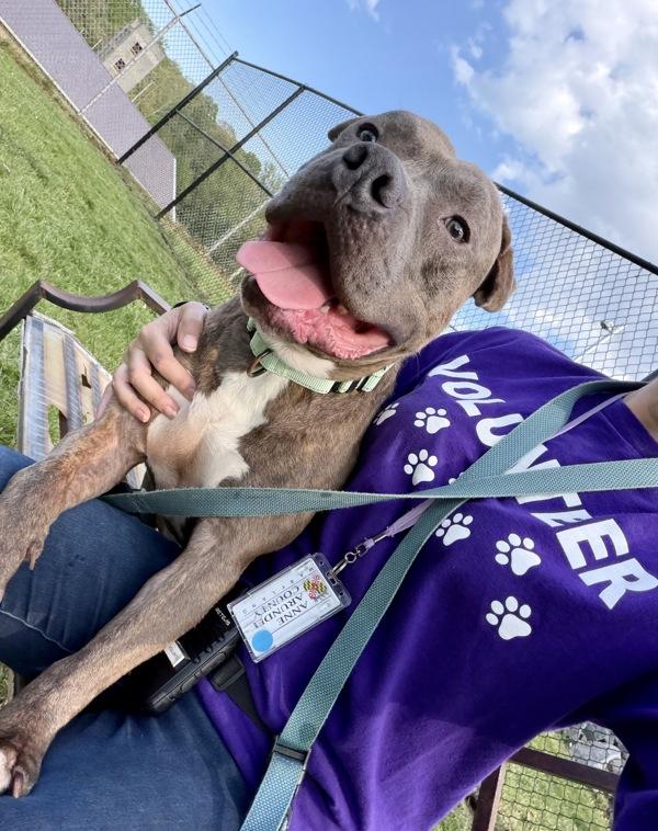 Tyson B, Adoptable, Adult Male Pit Bull Terrier.
