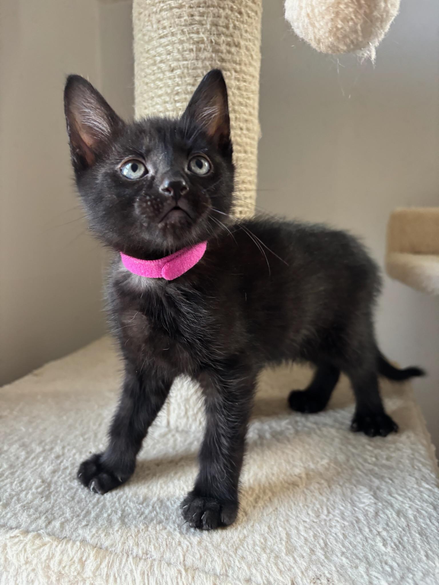 Enlarge Kepler, a ADOPTABLE Domestic Short Hair in Chicago, IL image 3/6