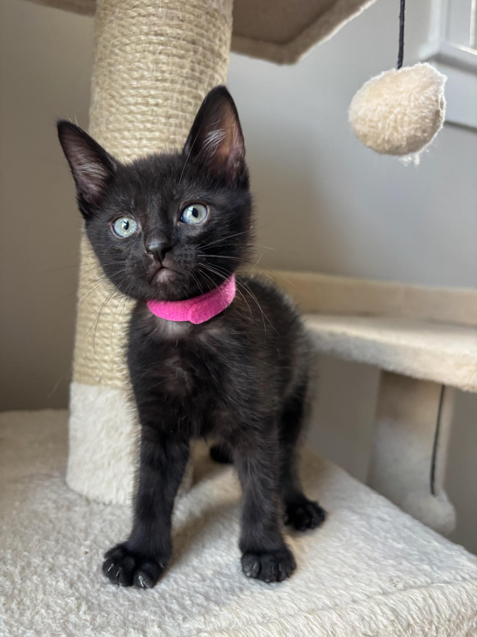 Enlarge Kepler, a ADOPTABLE Domestic Short Hair in Chicago, IL image 1/6