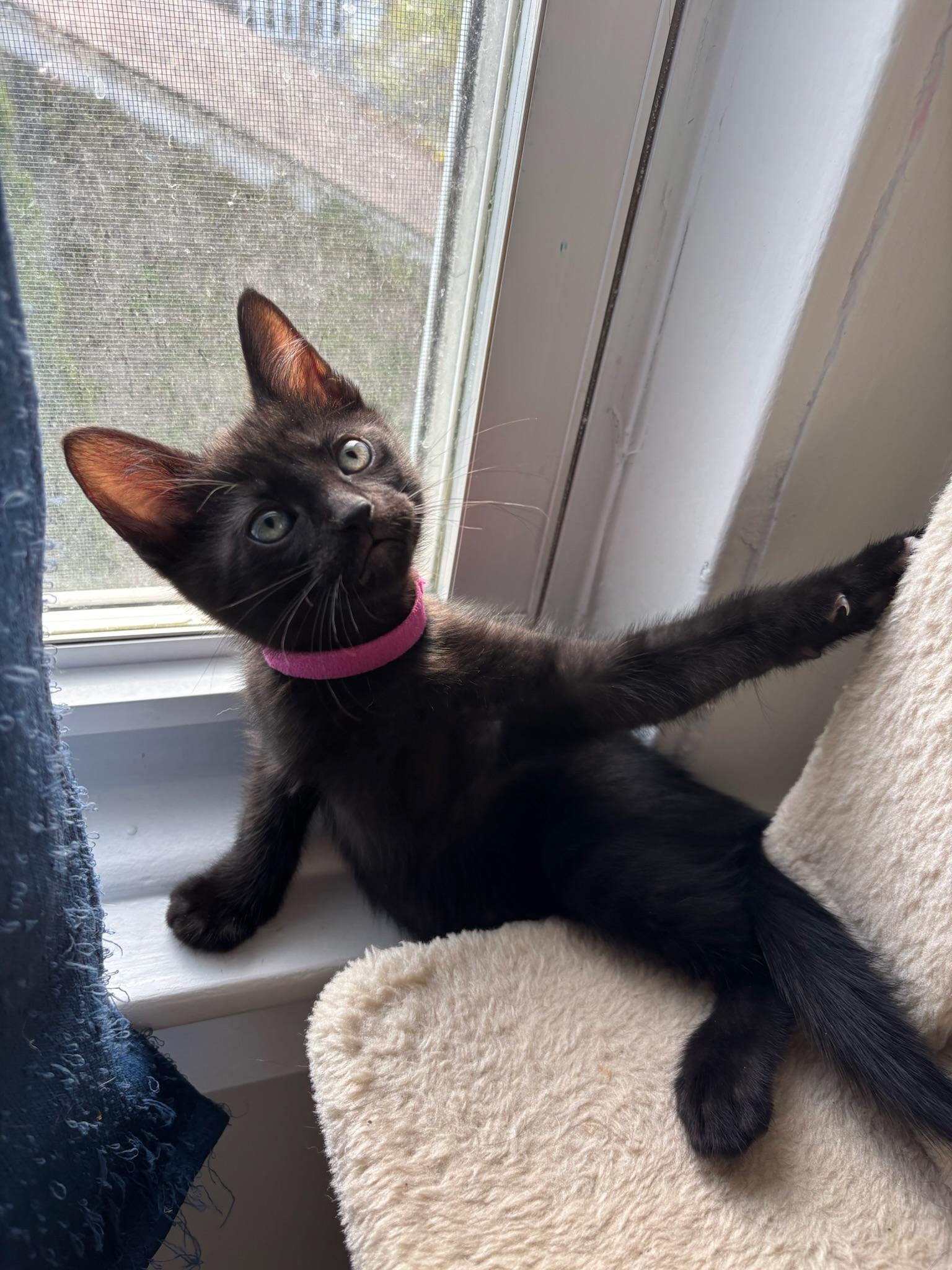 Enlarge Kepler, a ADOPTABLE Domestic Short Hair in Chicago, IL image 6/6