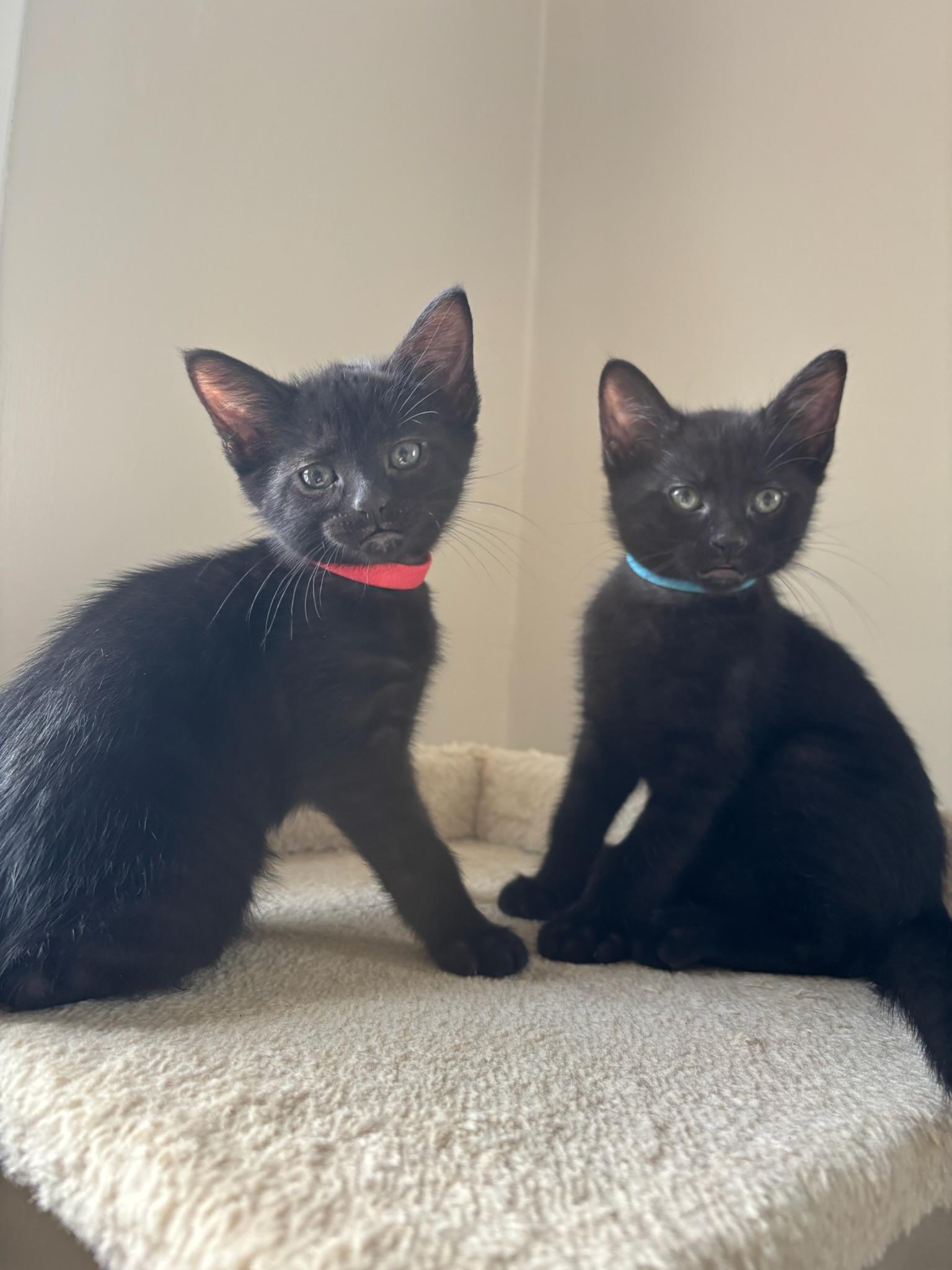 Enlarge Kepler, a ADOPTABLE Domestic Short Hair in Chicago, IL image 5/6