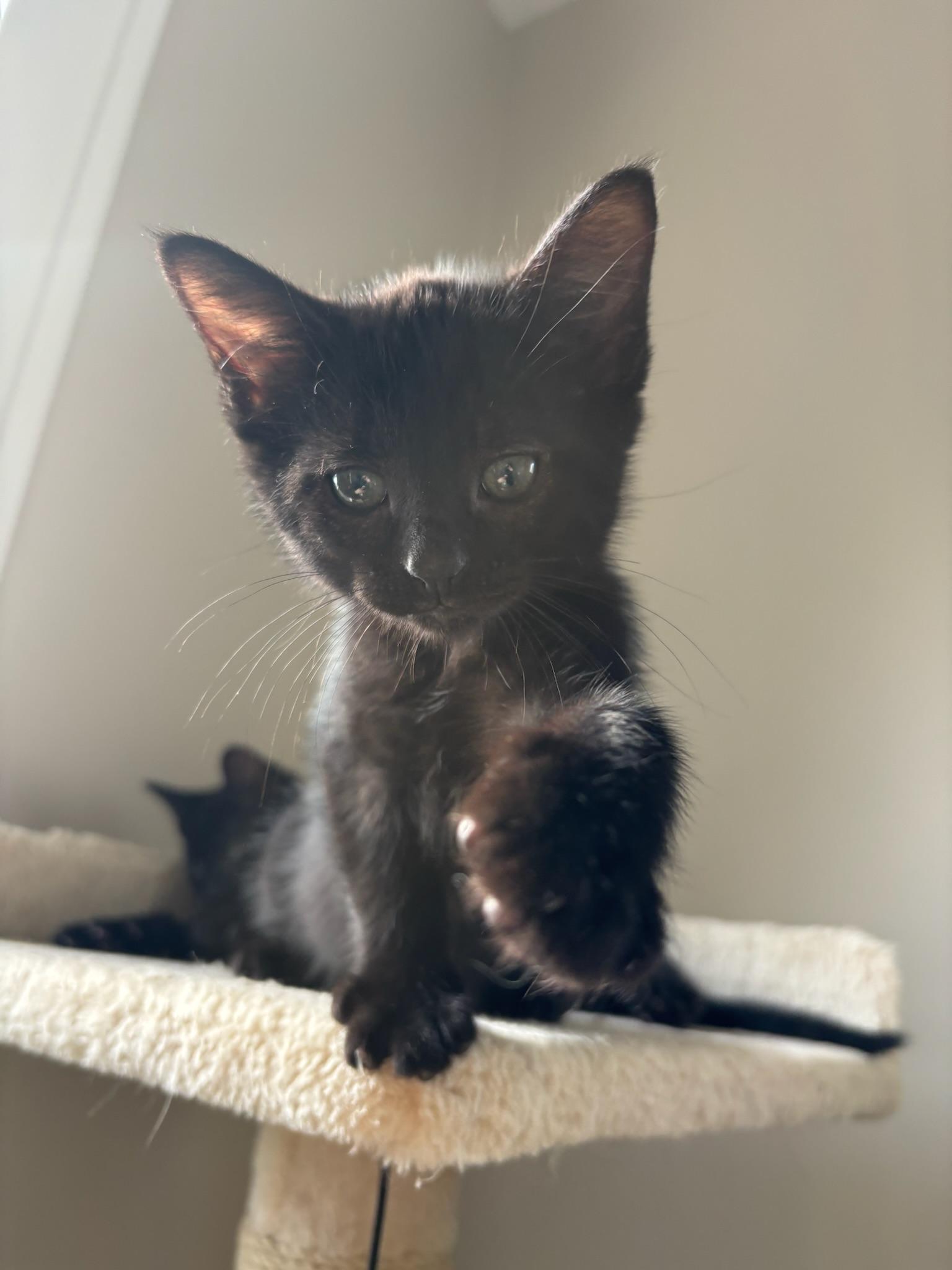 Enlarge Kepler, a ADOPTABLE Domestic Short Hair in Chicago, IL image 4/6