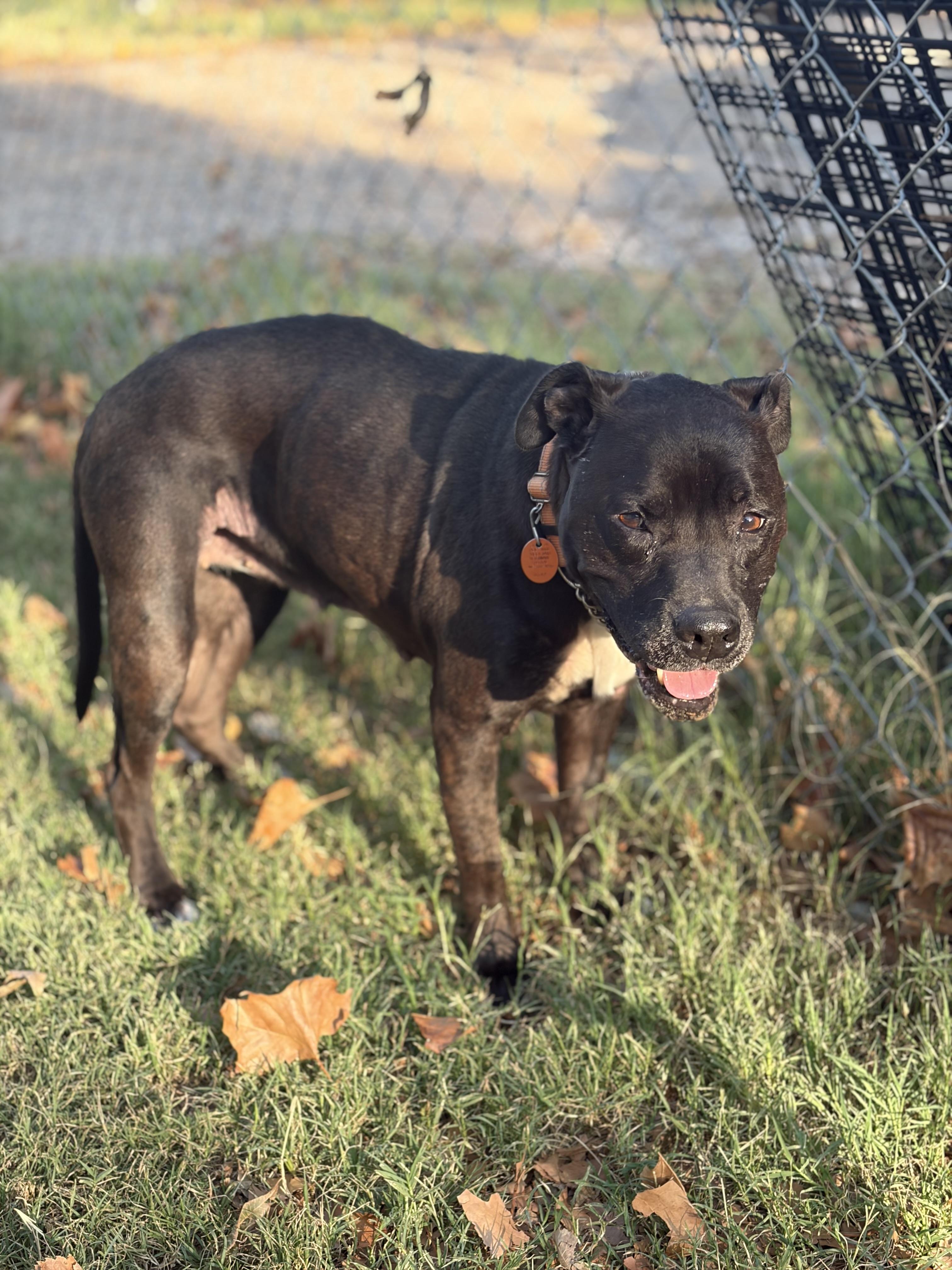 Enlarge Sahara, a Adoptable American Staffordshire Terrier in Meeker, OK image 1/6