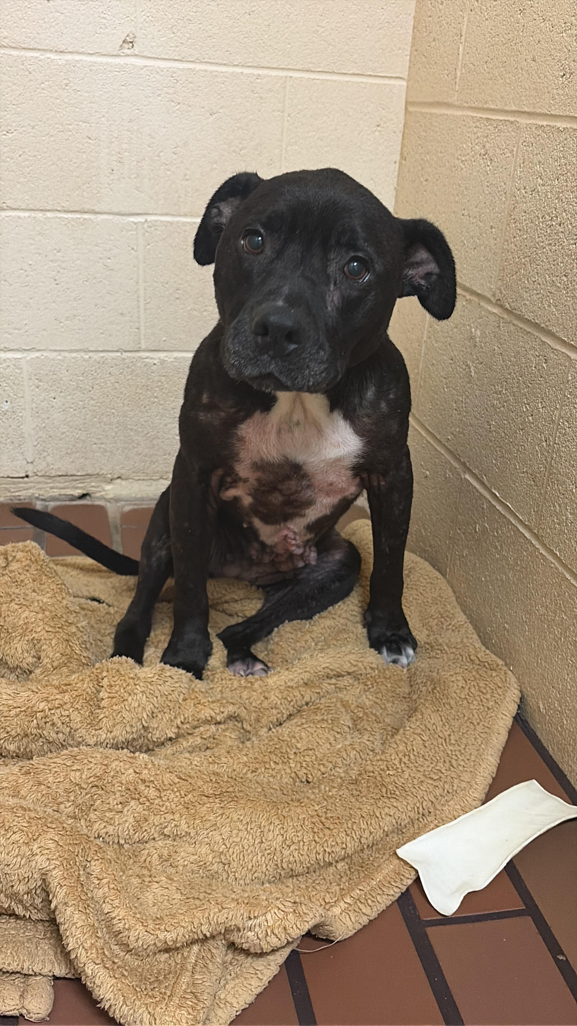 Enlarge Sahara, a Adoptable American Staffordshire Terrier in Meeker, OK image 2/6