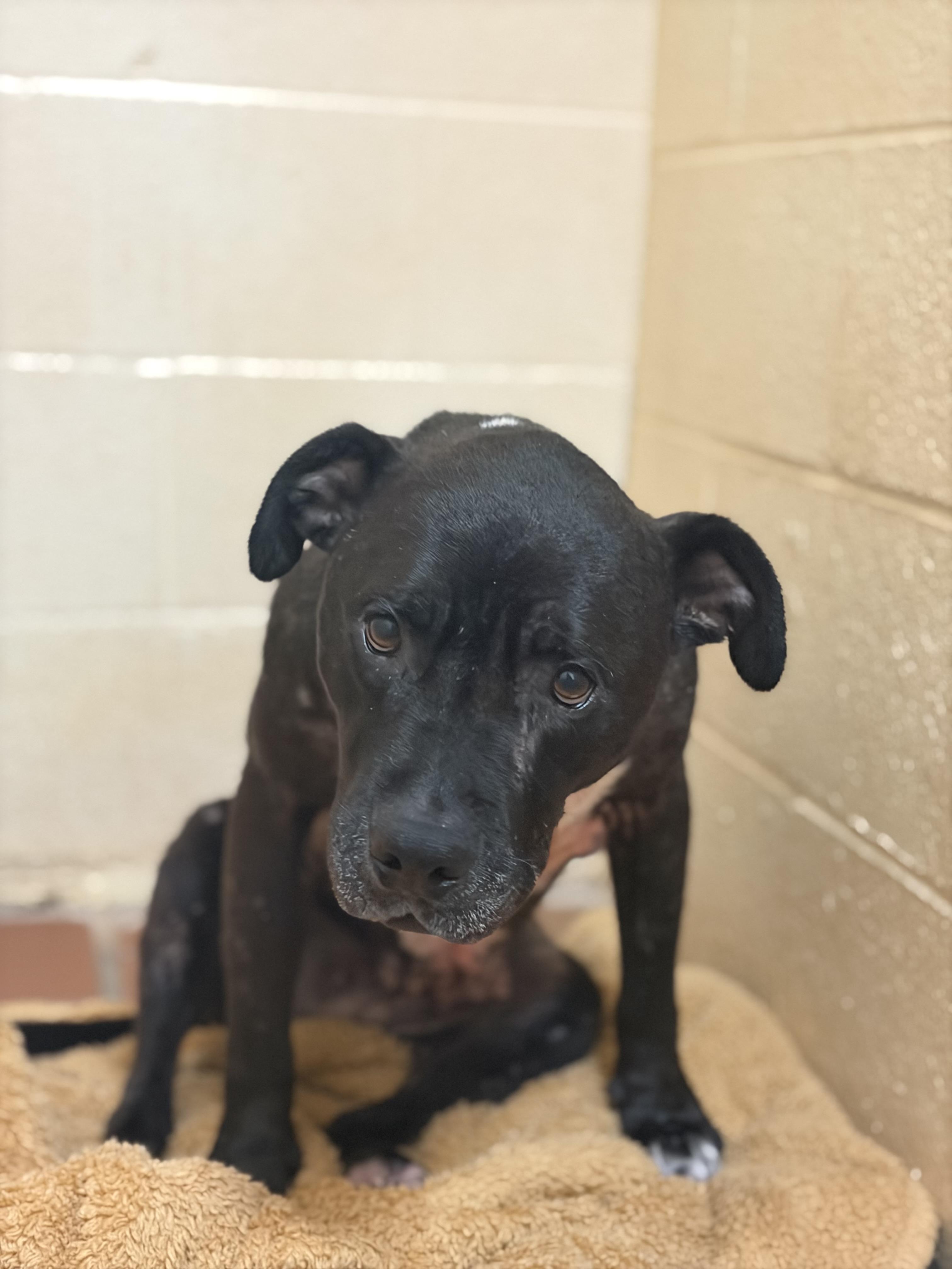 Enlarge Sahara, a Adoptable American Staffordshire Terrier in Meeker, OK image 3/6