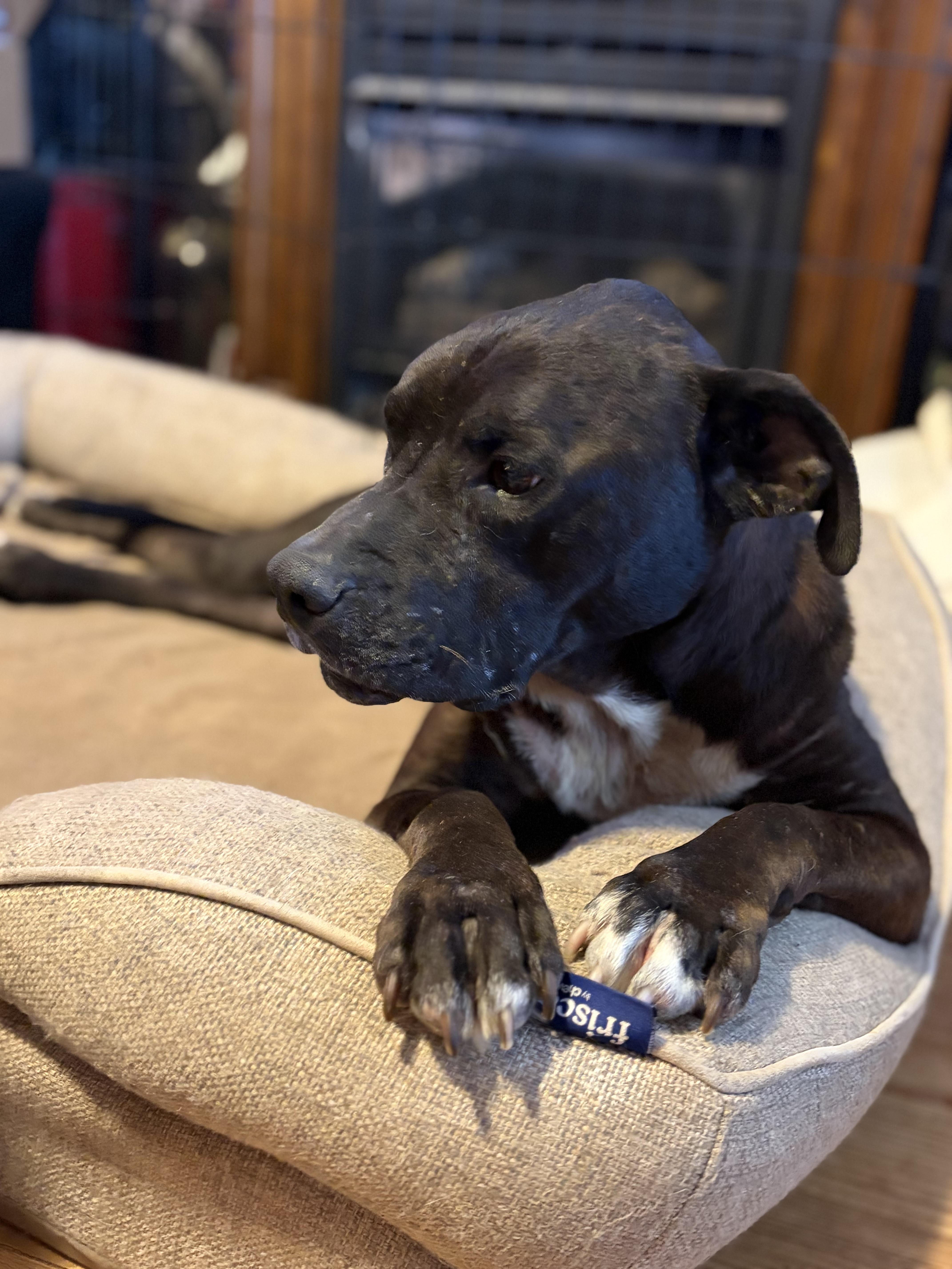 Enlarge Sahara, a Adoptable American Staffordshire Terrier in Meeker, OK image 5/6