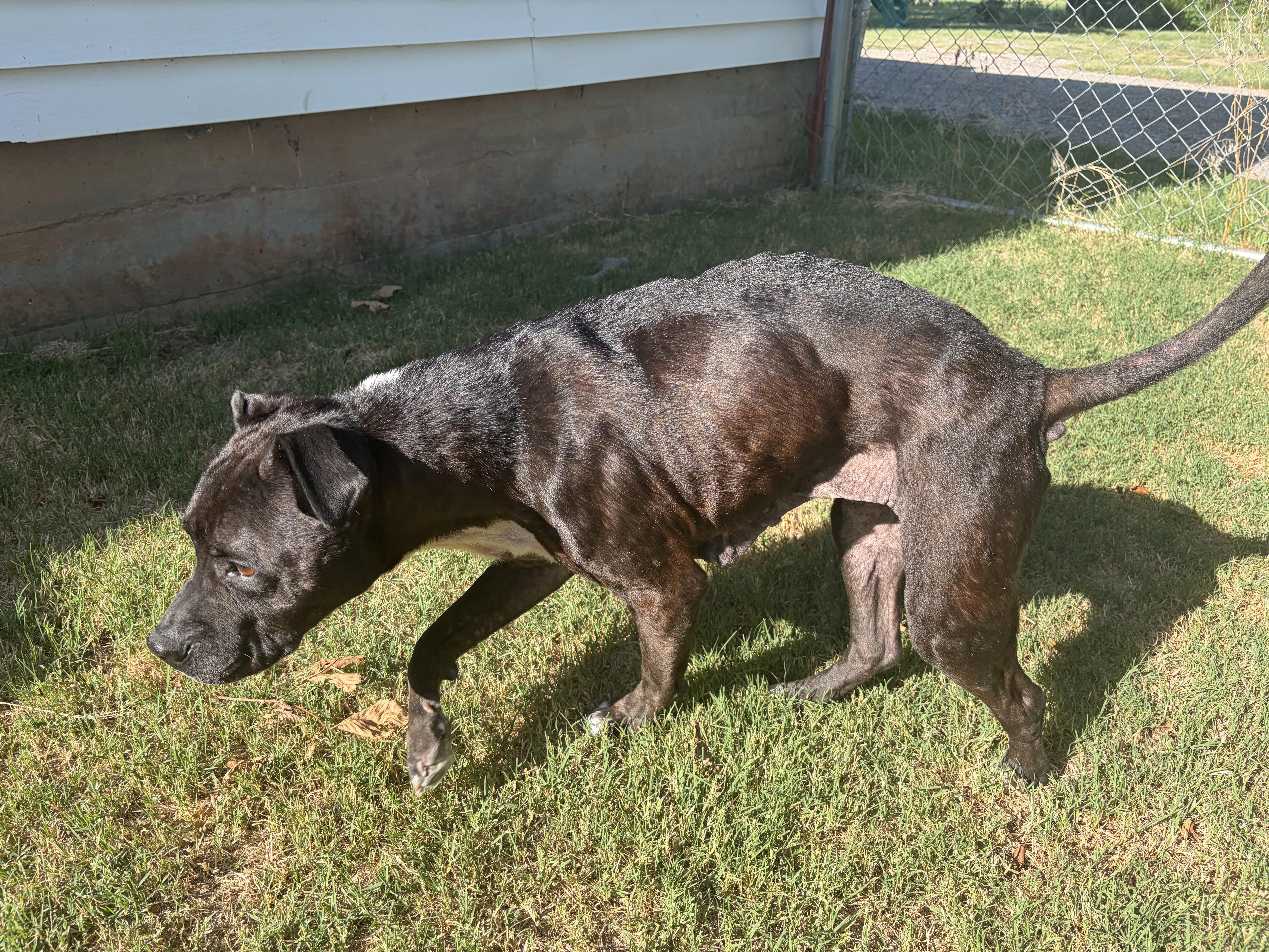Enlarge Sahara, a Adoptable American Staffordshire Terrier in Meeker, OK image 6/6
