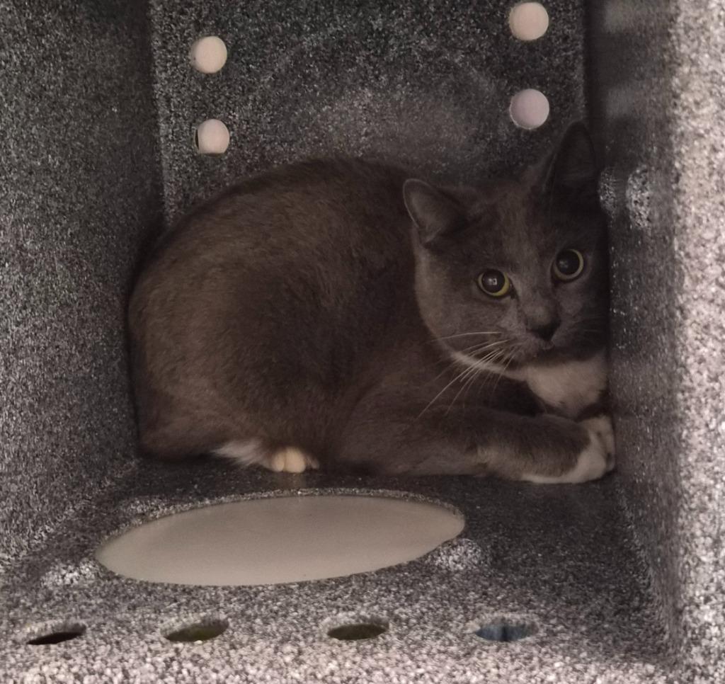 Marty, Adoptable, Young Male Domestic Short Hair.