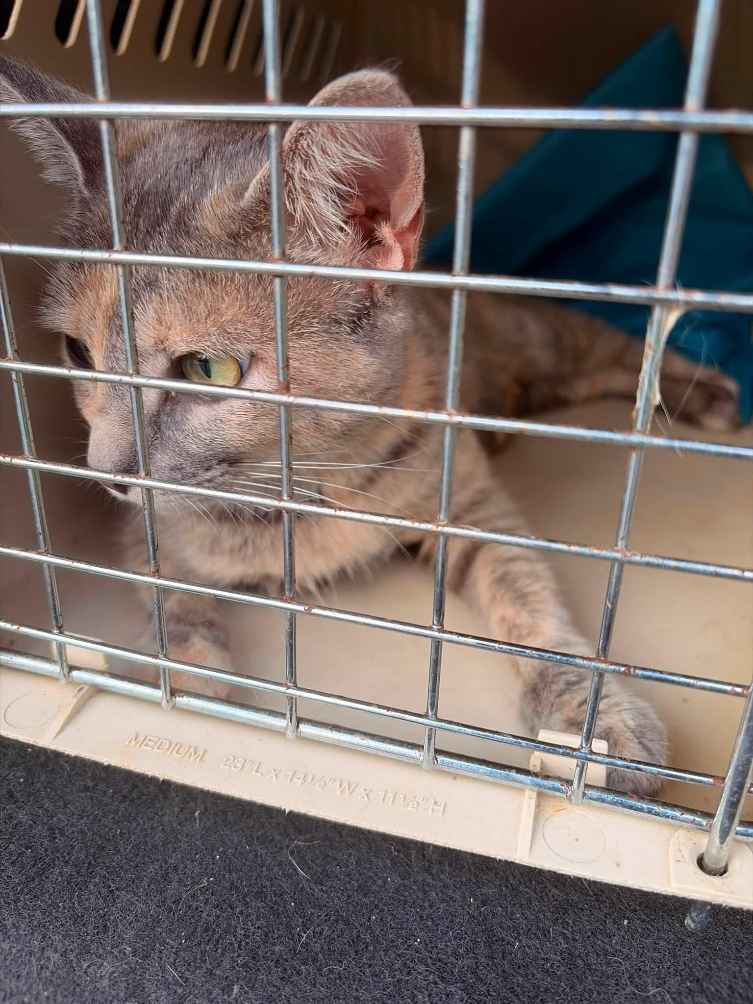 Enlarge Amazing, a Adoptable Domestic Short Hair in candler, NC image 2/2
