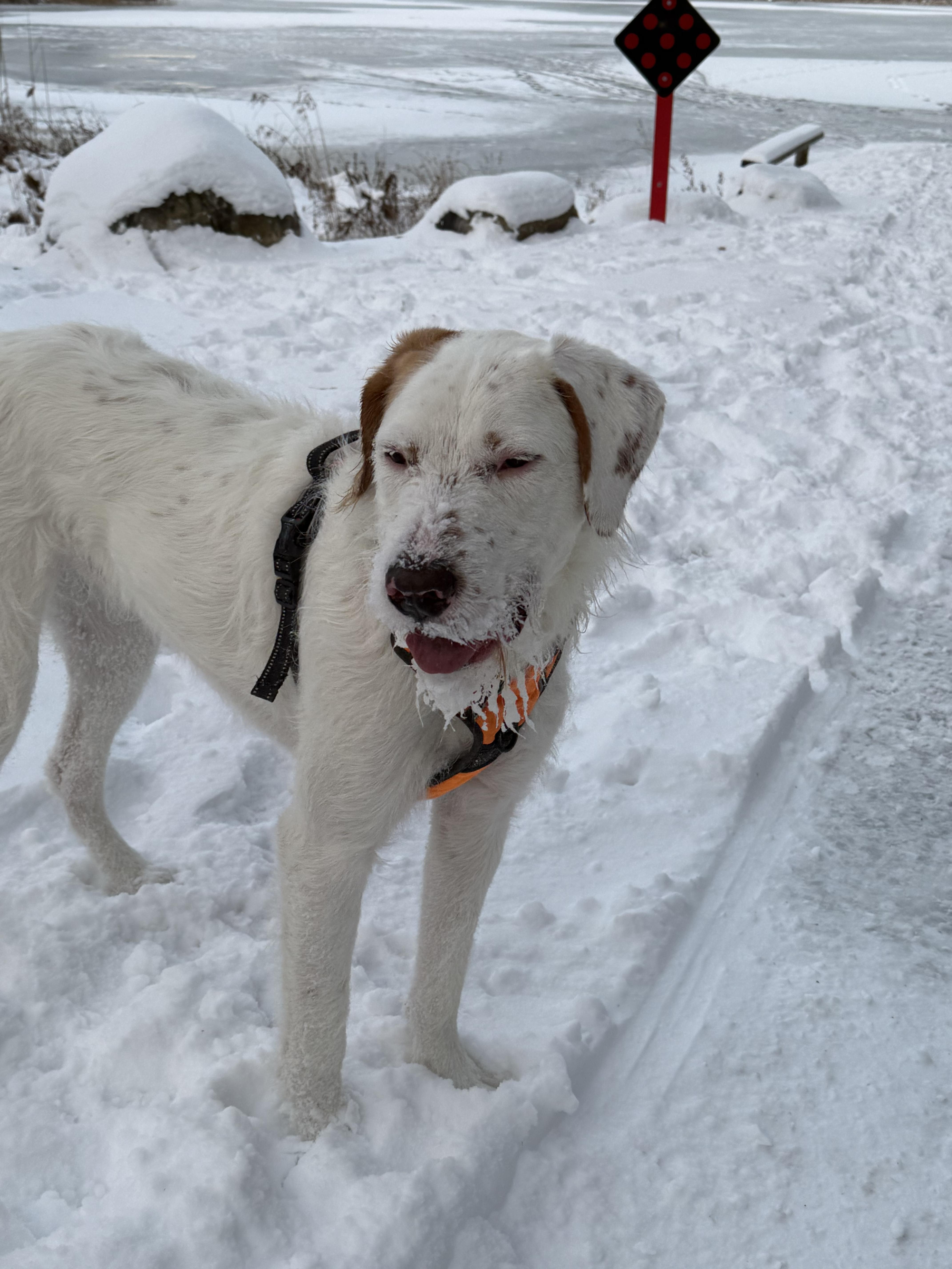 Nacho-FOSTERED IN CT!