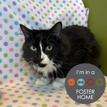 Trashcan Travis, Adoptable, Young Male Domestic Medium Hair & Domestic Short Hair.