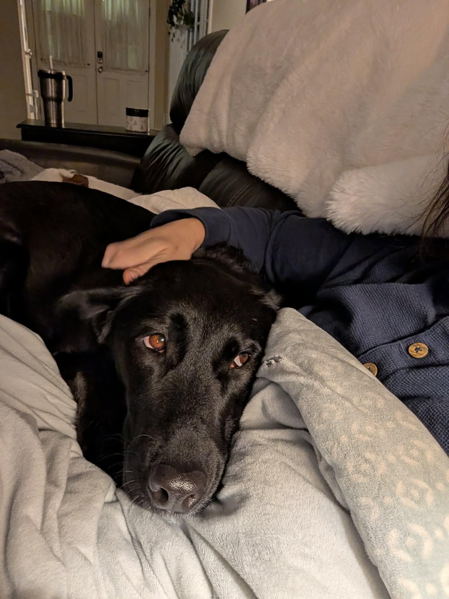 Enlarge Lucy, an adopted mixed breed in Argyle, NY image 4/6