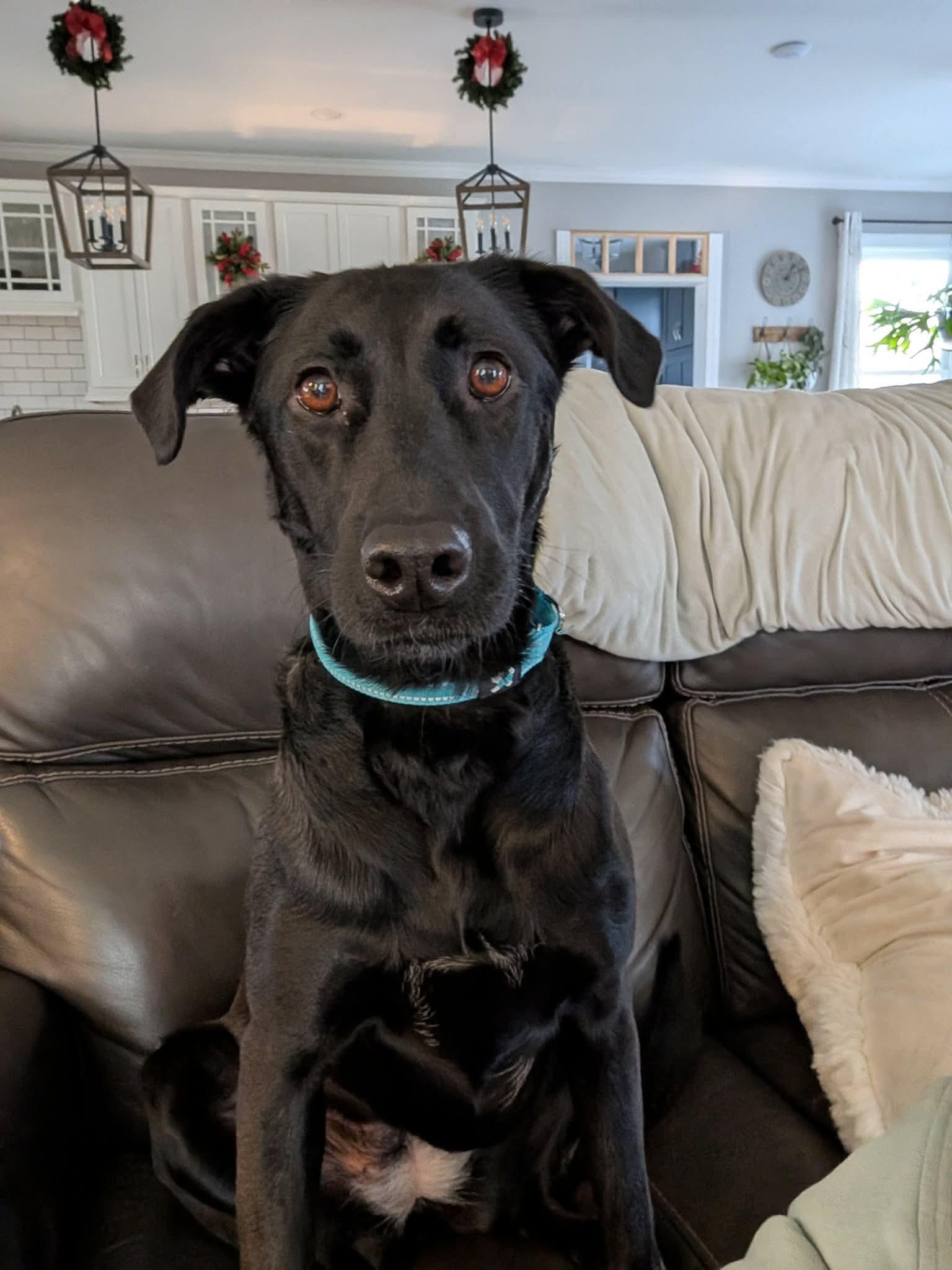 Lucy, Adoptable, Adult Female Labrador Retriever.