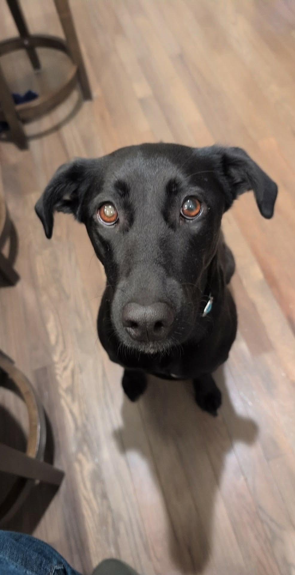 Lucy, Adoptable, Adult Female Labrador Retriever.