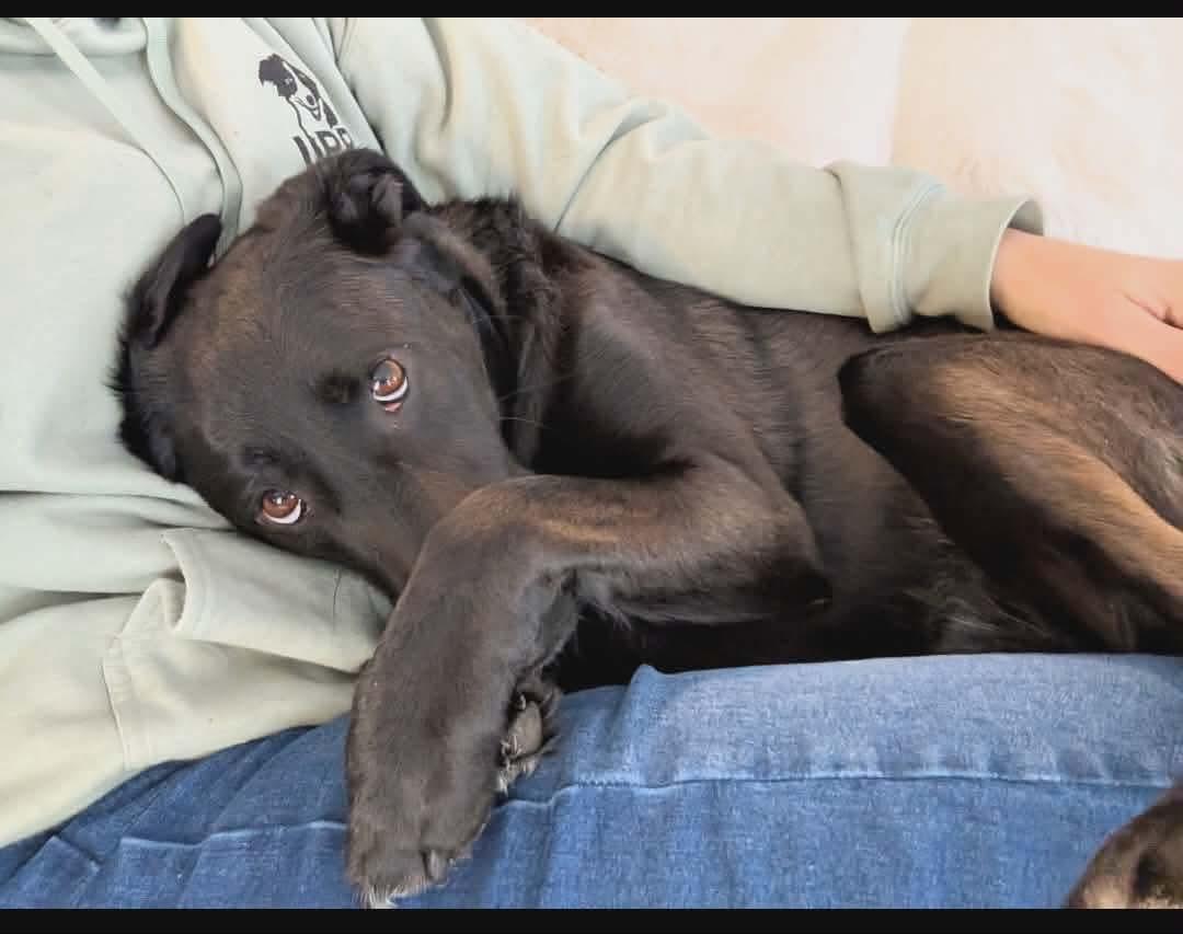 Enlarge Lucy, an adopted mixed breed in Argyle, NY image 5/6