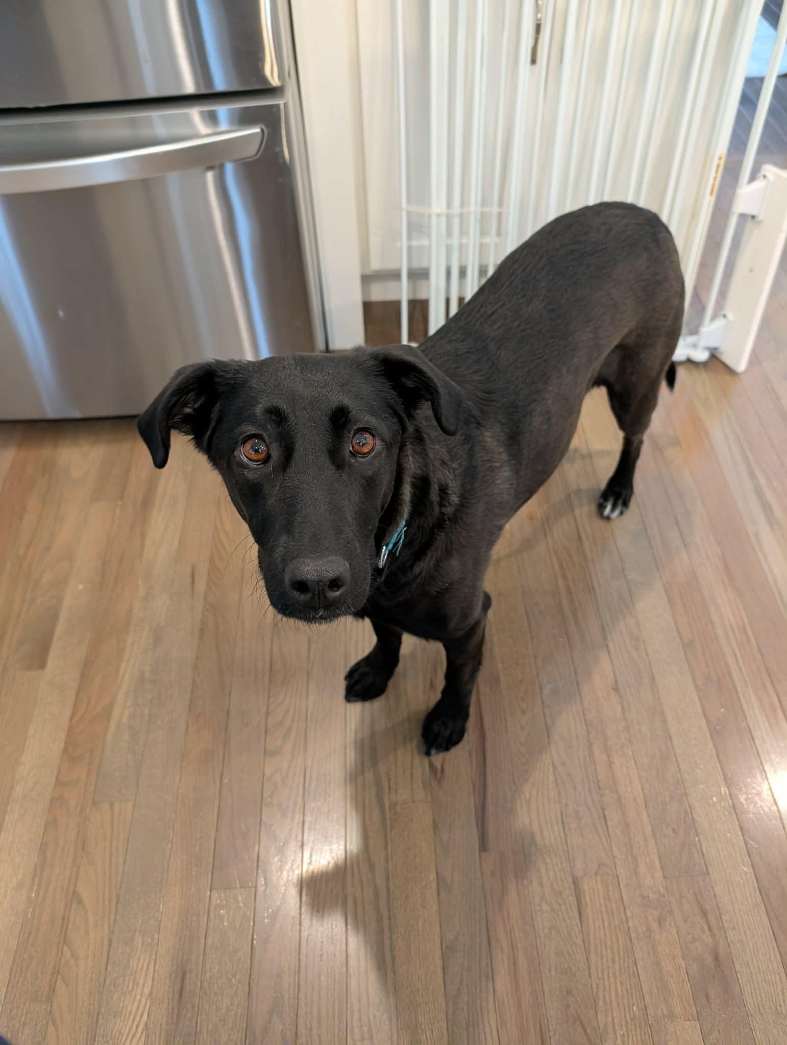Lucy, Adoptable, Young Female Labrador Retriever.
