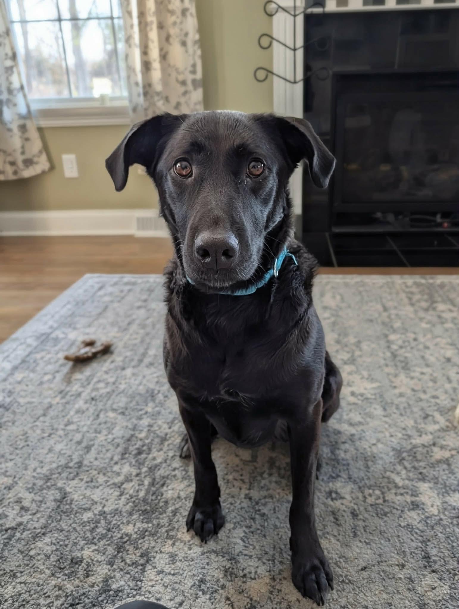 Enlarge Lucy, an adopted mixed breed in Argyle, NY image 1/6