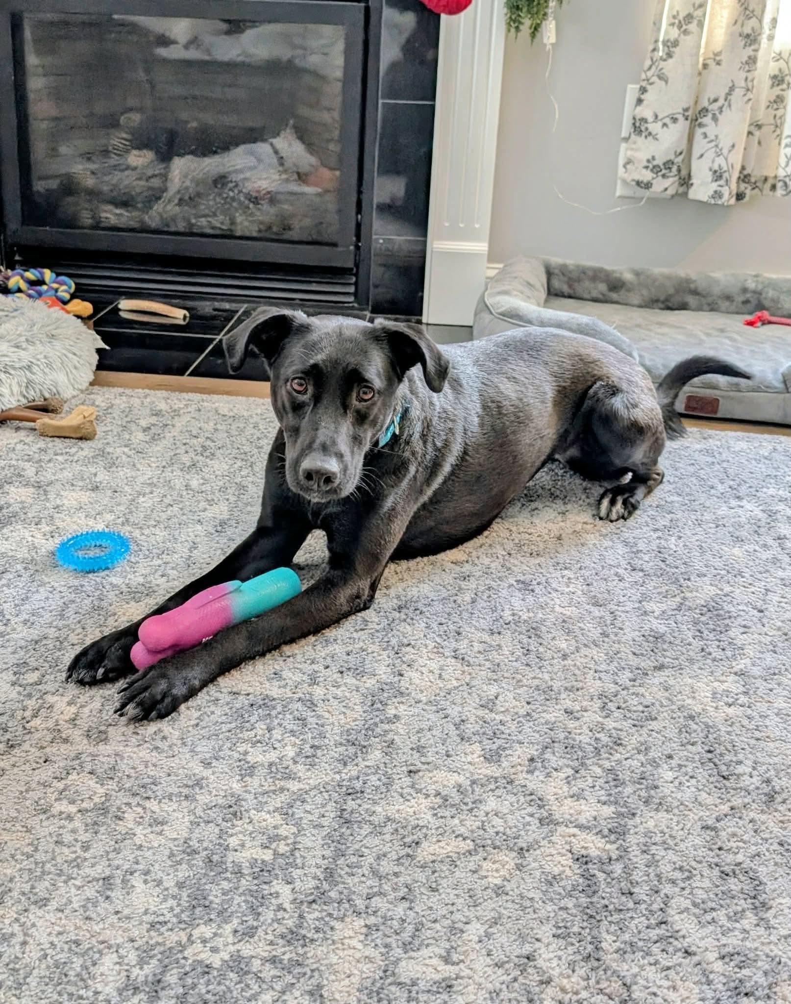 Lucy, a Adoptable mixed breed in Argyle, NY image 2/6