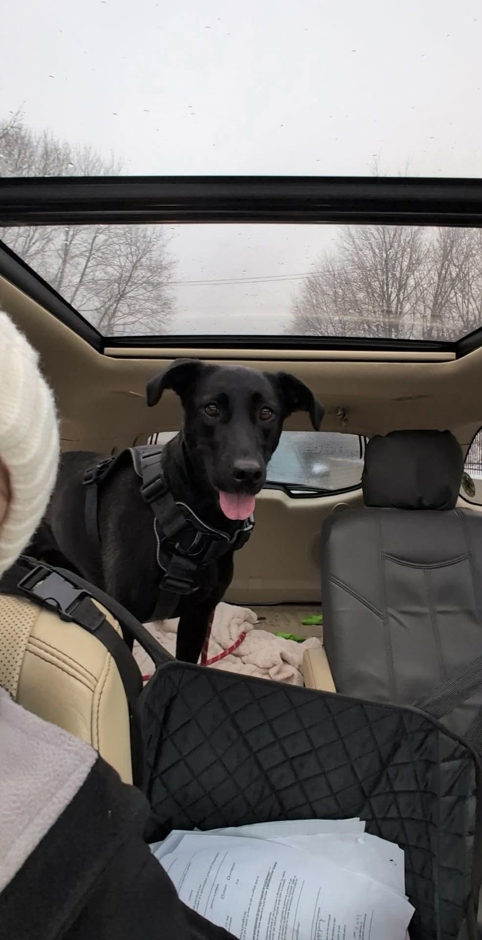 Lucy, a Adoptable mixed breed in Argyle, NY image 3/6