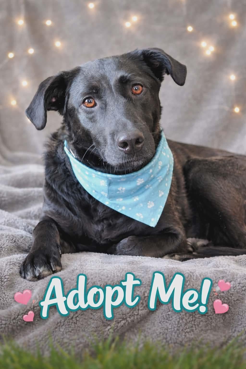 Enlarge Lucy, an adopted mixed breed in Argyle, NY image 6/6