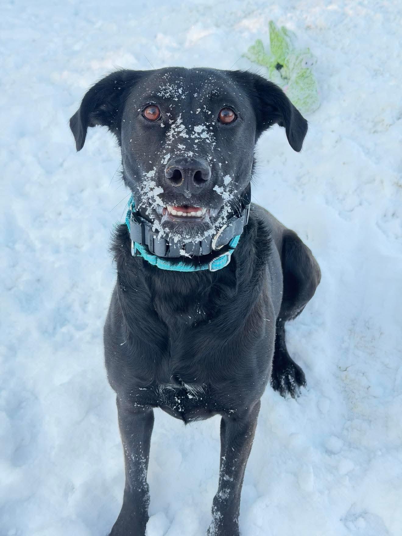 Lucy, Adoptable, Young Female Labrador Retriever.