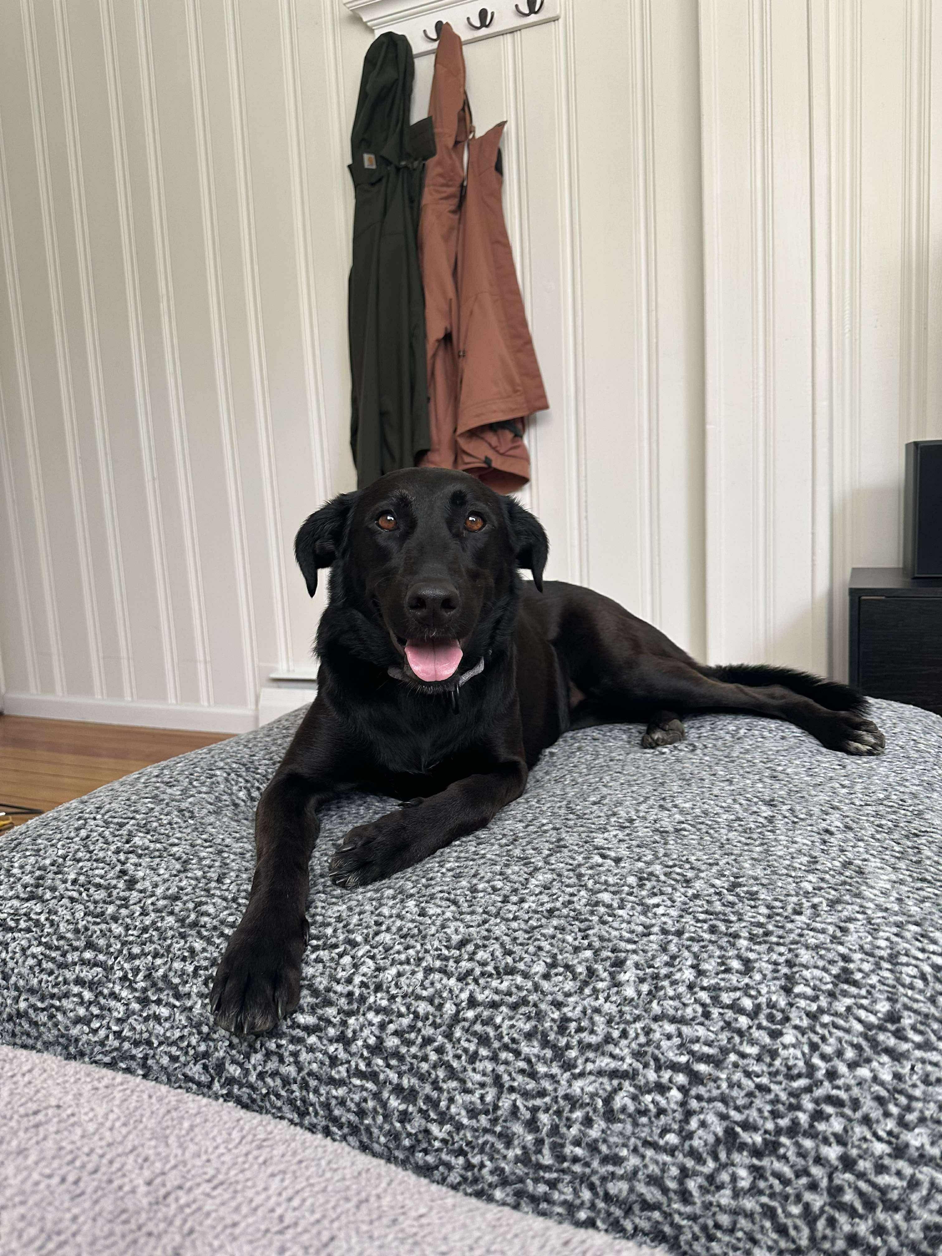 Lucy, Adoptable, Adult Female Labrador Retriever.