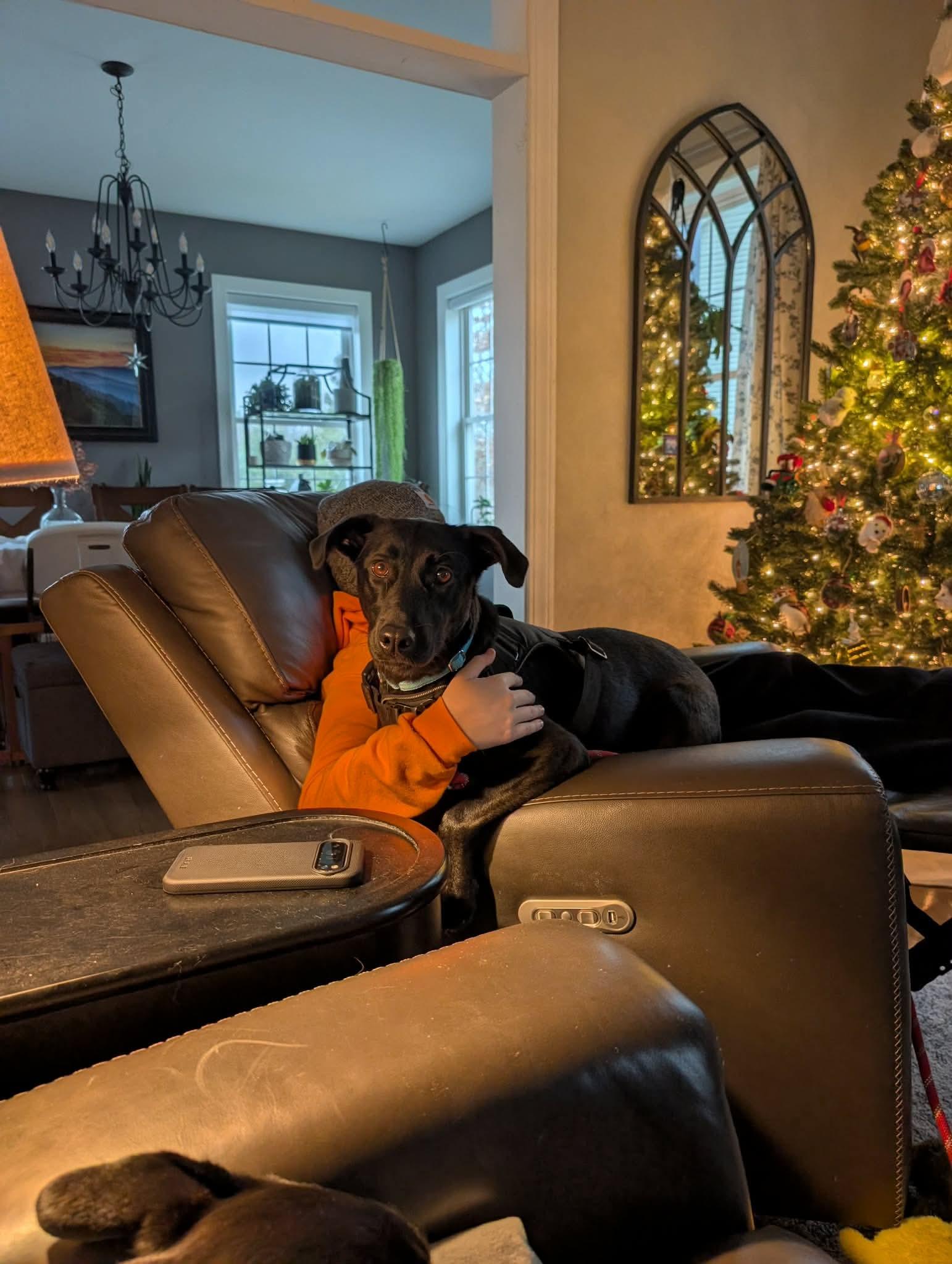 Lucy, a Adoptable mixed breed in Argyle, NY image 5/6