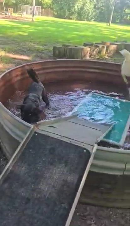 Enlarge Lucy, a Adoptable mixed breed in Argyle, NY video 6/6