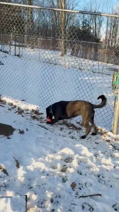 Enlarge Lucy, an adopted mixed breed in Argyle, NY video 3/6