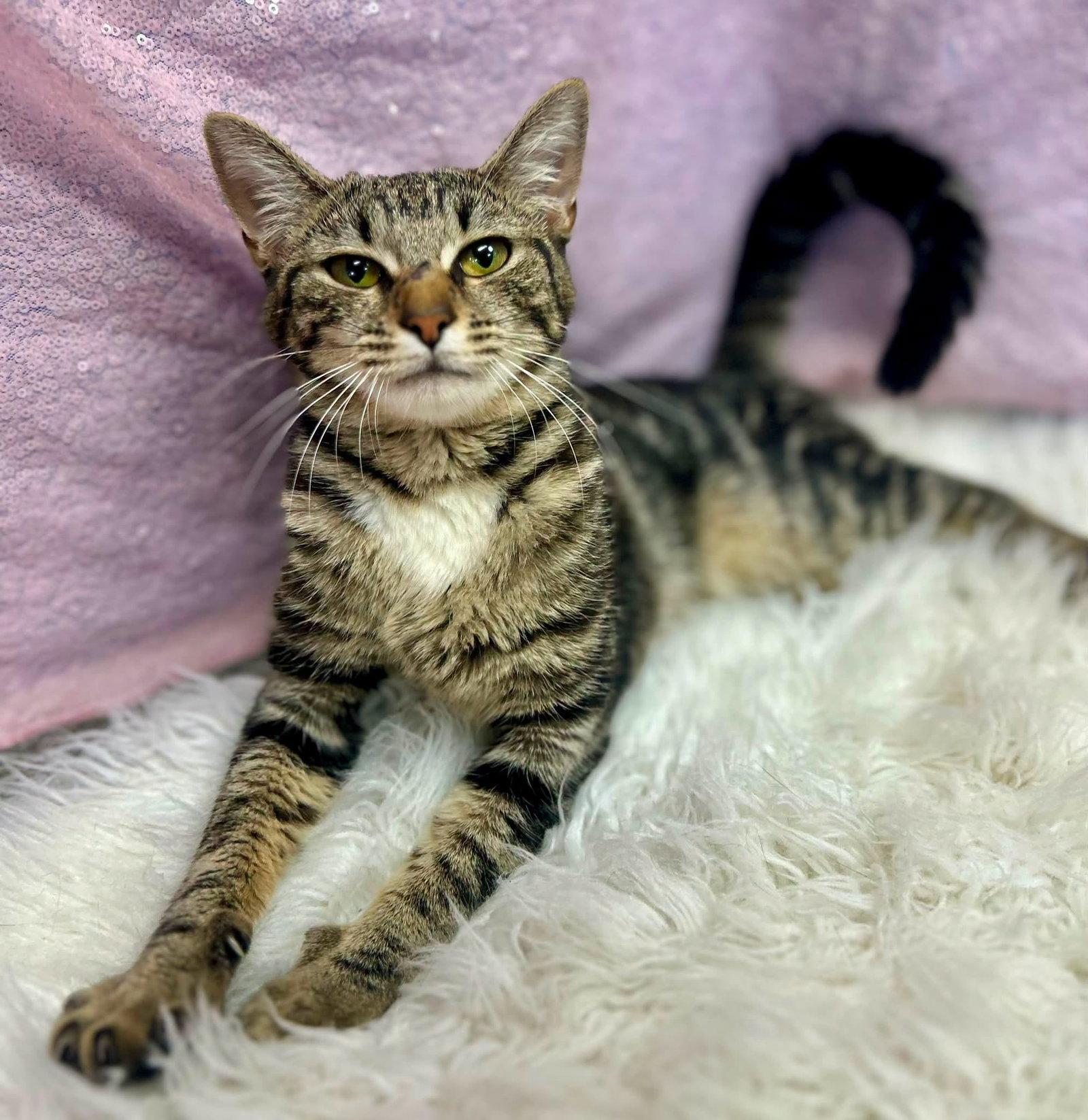 Flora, Adoptable, Adult Female Domestic Short Hair.