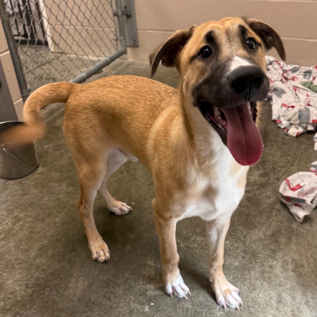Tully, Adoptable, Puppy Male Husky & Mixed Breed.