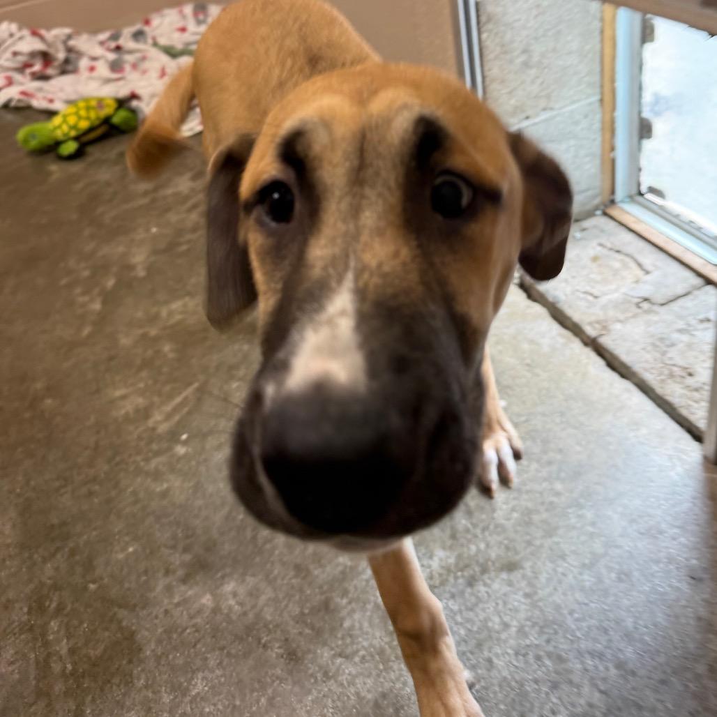 Tully, a Adoptable mixed breed in Muncie, IN image 2/2