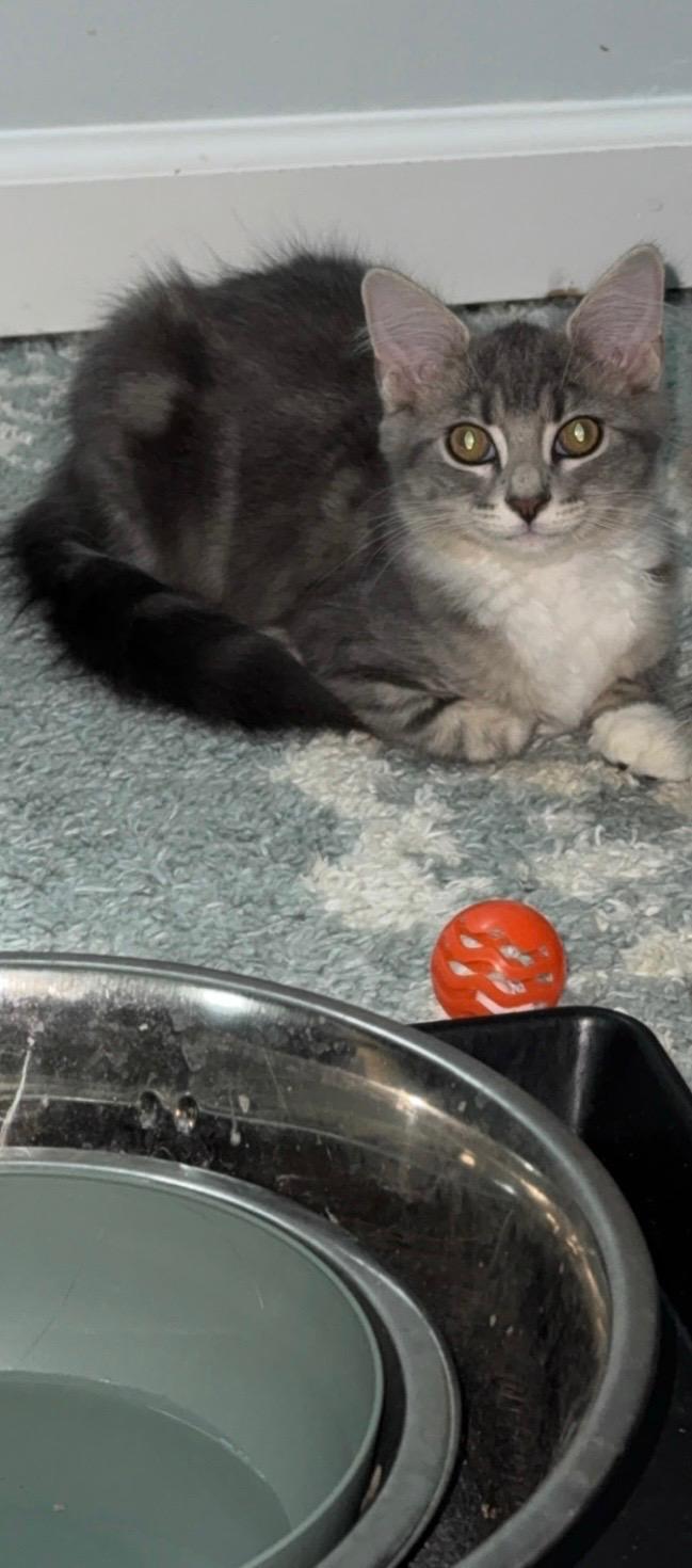 Rhea photo 3