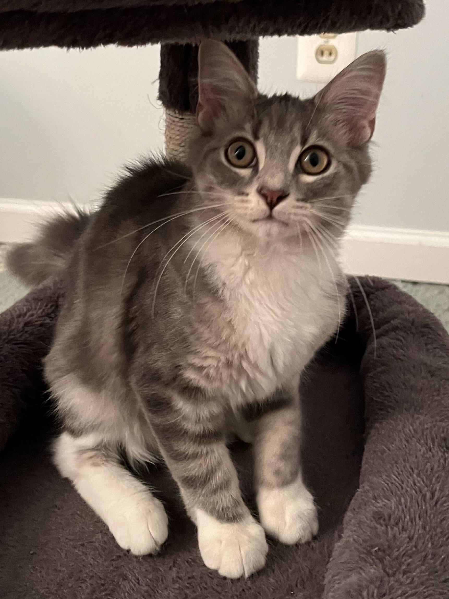 Rhea, Baby Female unknown