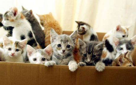 Kittens!, a hold Domestic Short Hair in Ithaca, NY image 1/3