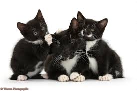 Kittens!, a hold Domestic Short Hair in Ithaca, NY image 2/3