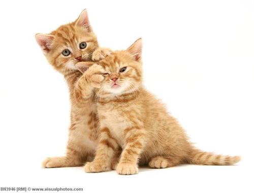 Kittens! photo 3