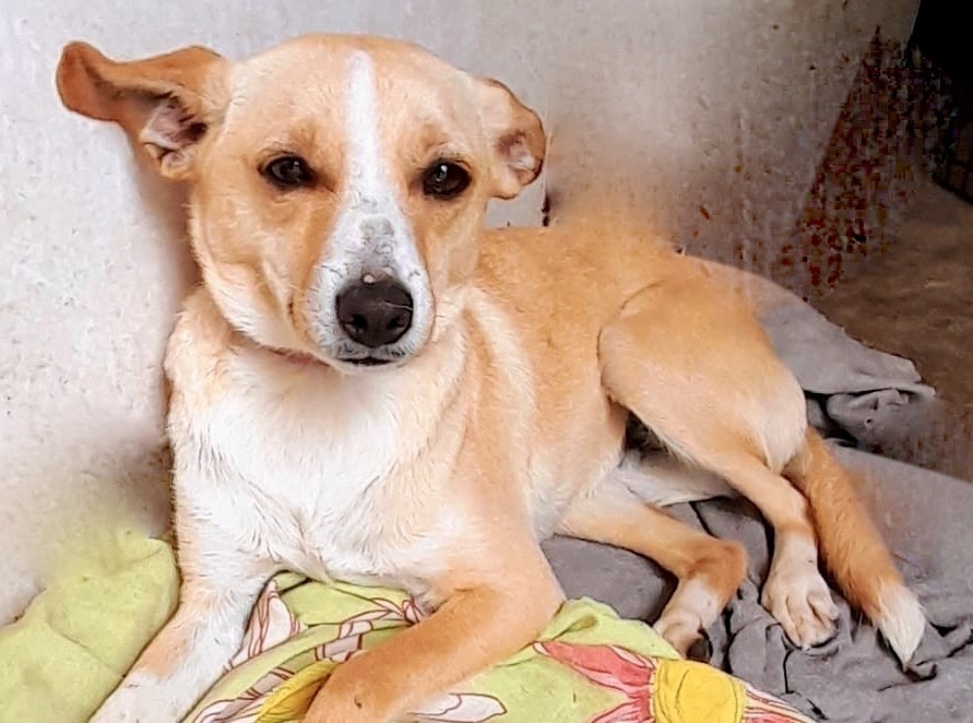 Dog for adoption Lucy, a Labrador Retriever Mix in Encinitas, CA