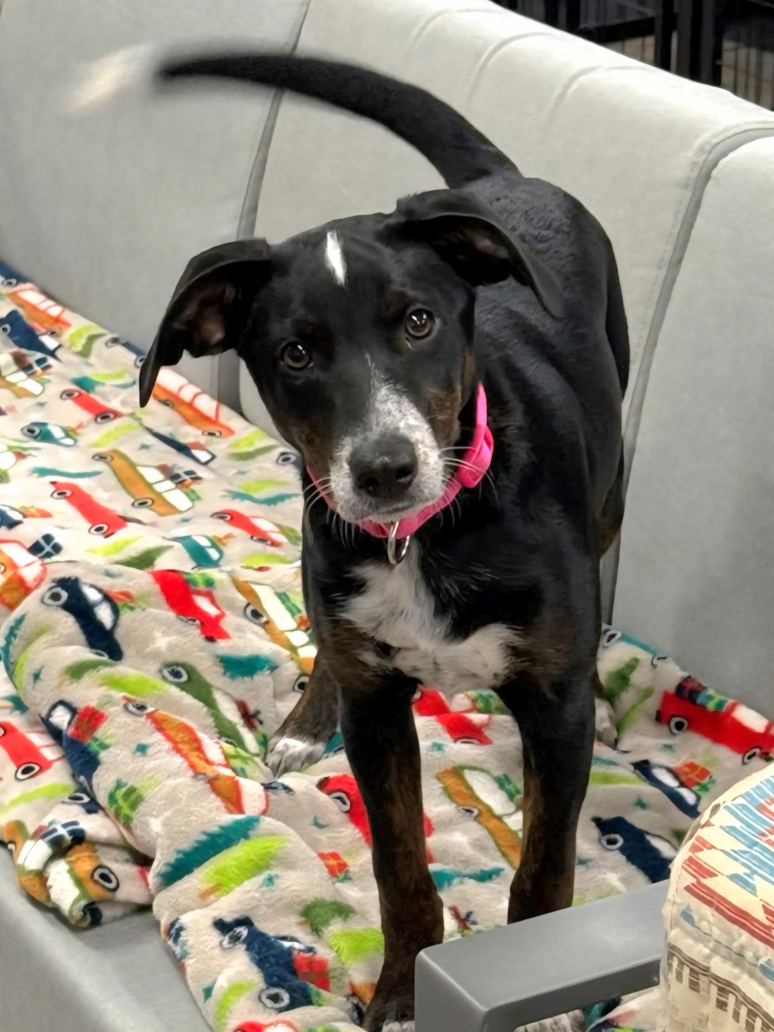 Ombra, Young Female Border Collie