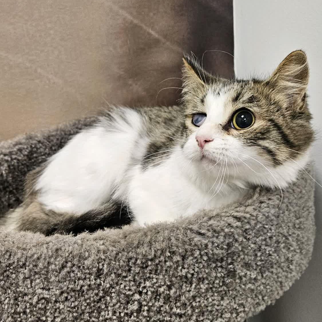 Enlarge Cindy, a ADOPTABLE Domestic Medium Hair in Cookeville, TN image 1/1