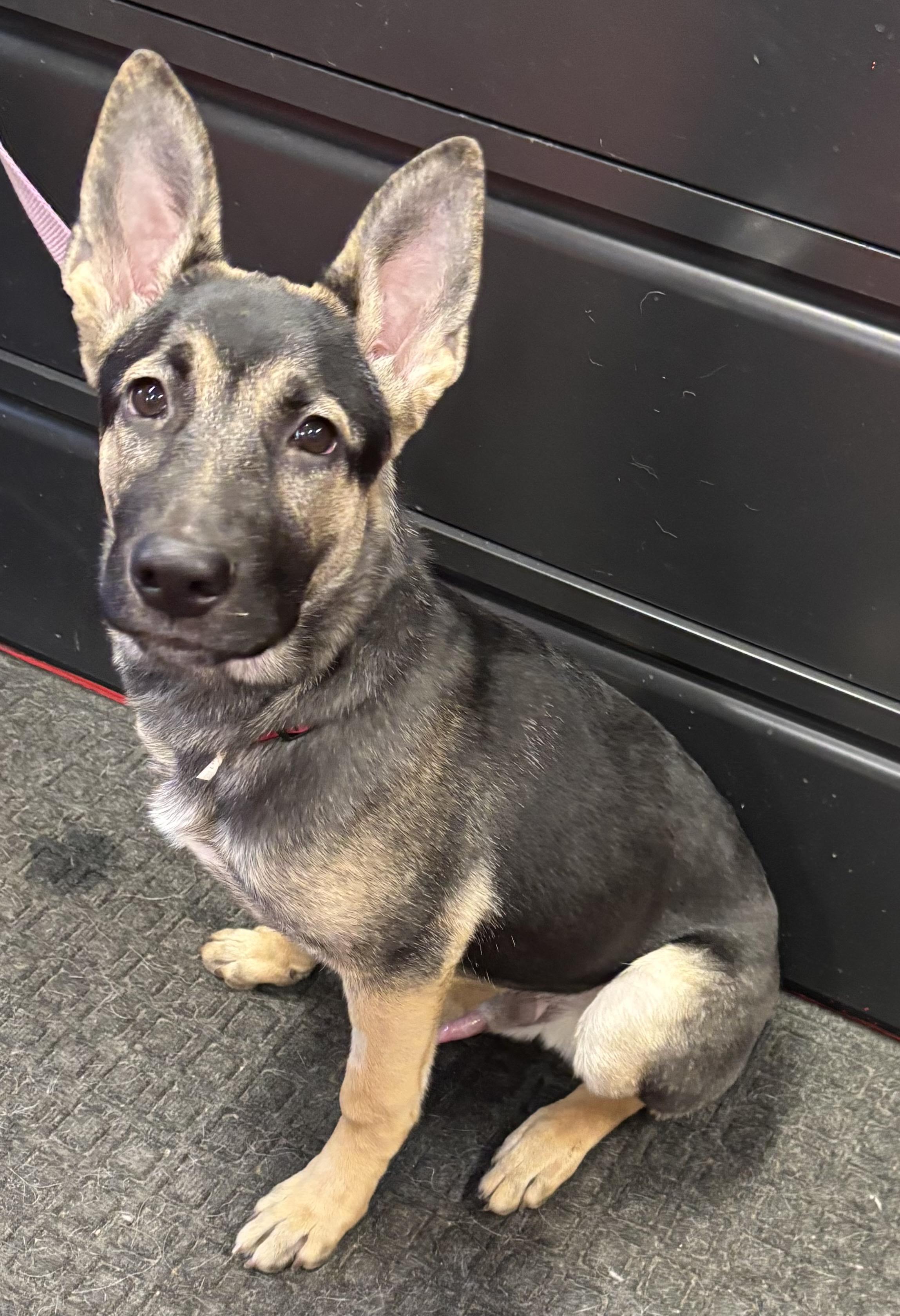 Enlarge ZZ, an adoptable German Shepherd Dog in Lakewood, CO image 2/3