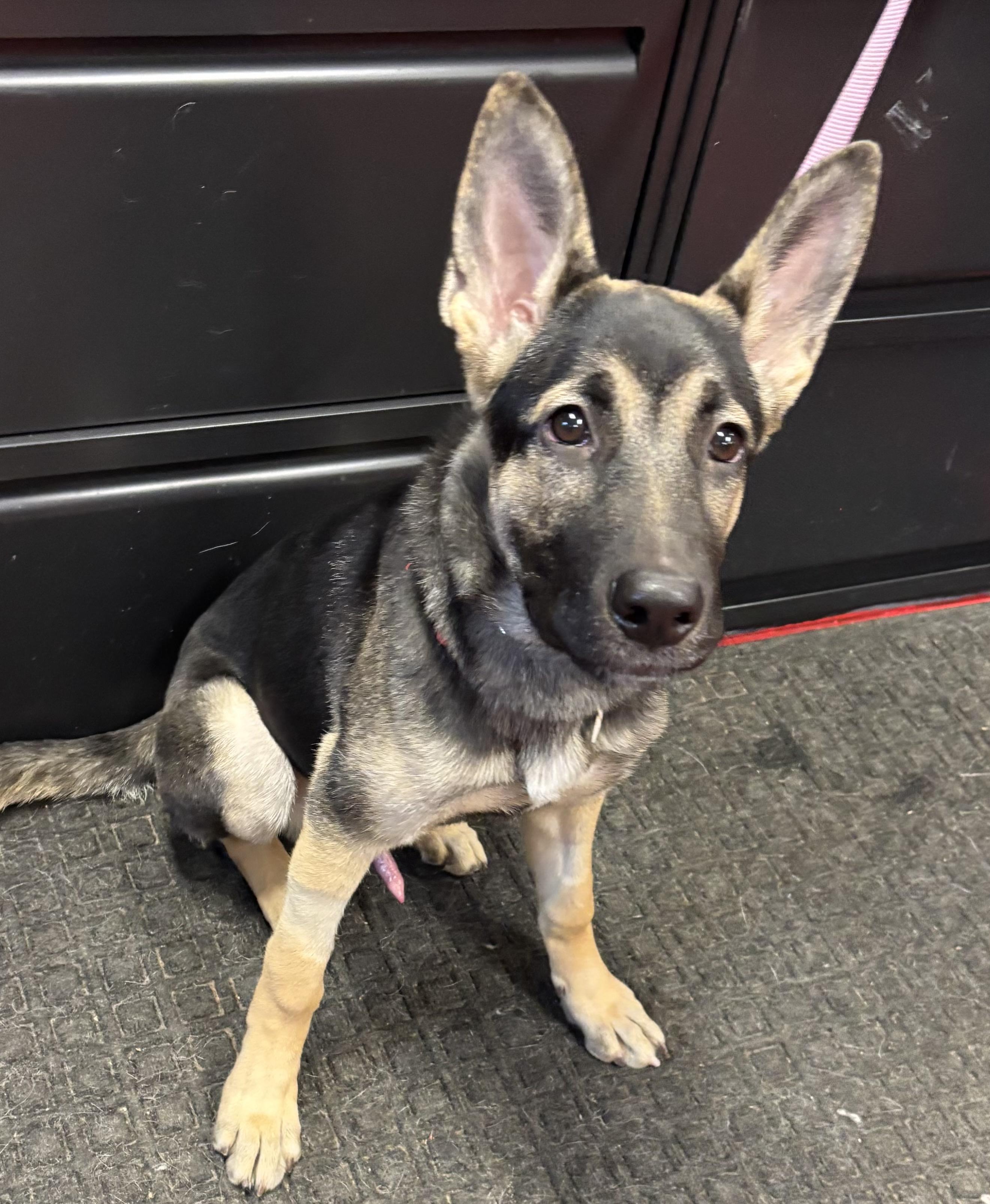 ZZ, adoptable, Young Male German Shepherd Dog.