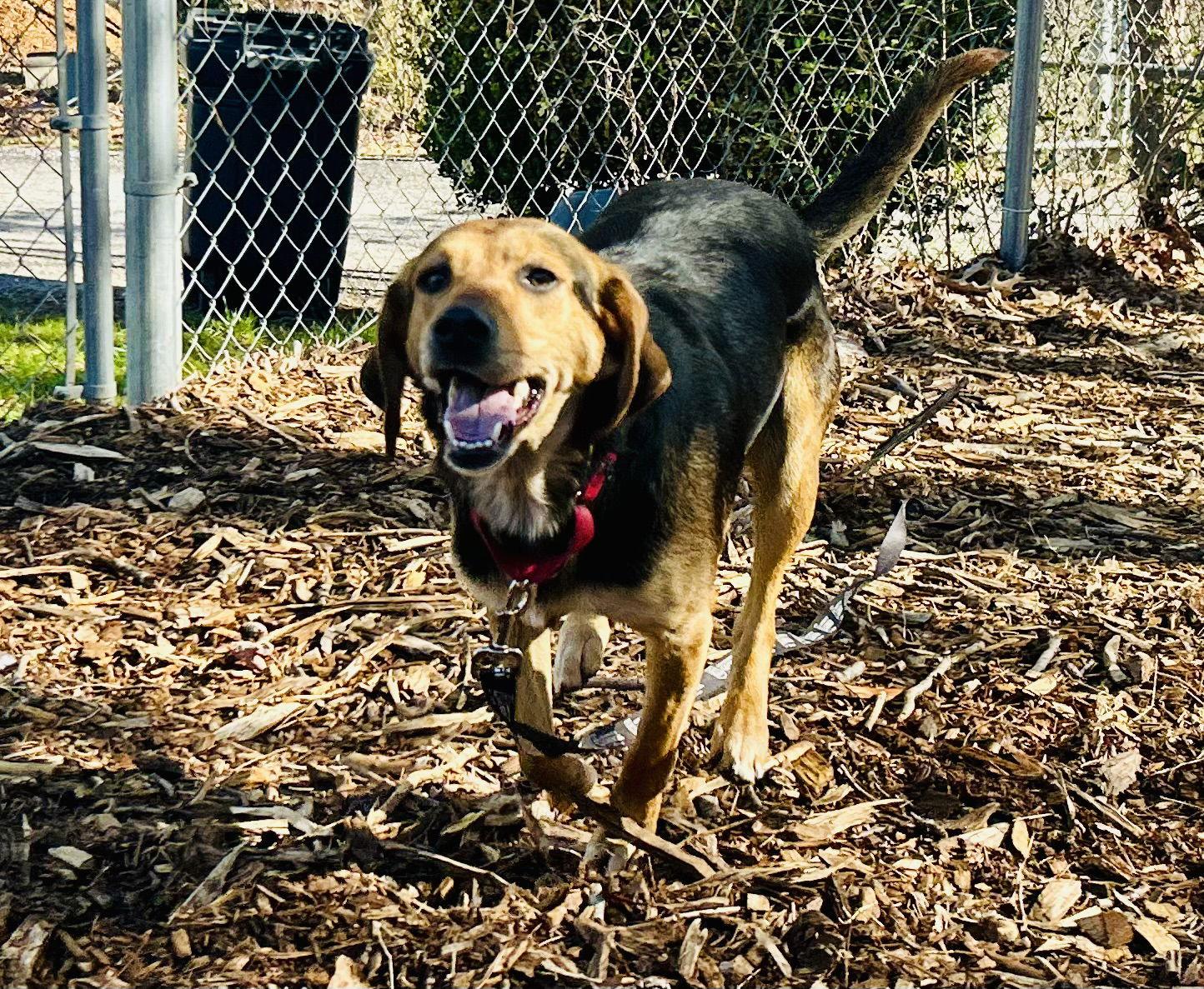 Abby, a Adopted Hound in Clarkesville, GA image 1/3