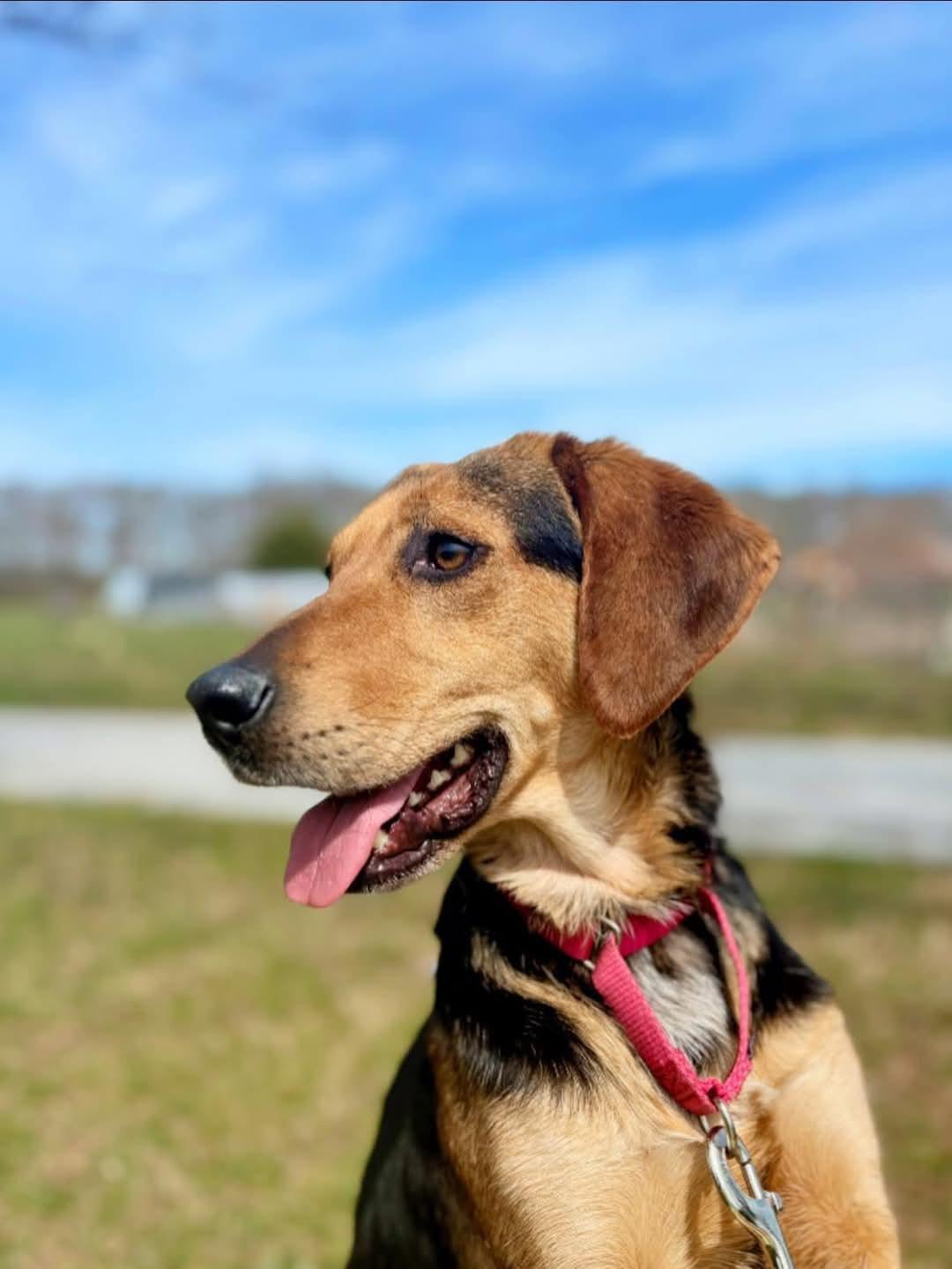 Abby, a Adopted Hound in Clarkesville, GA image 2/3