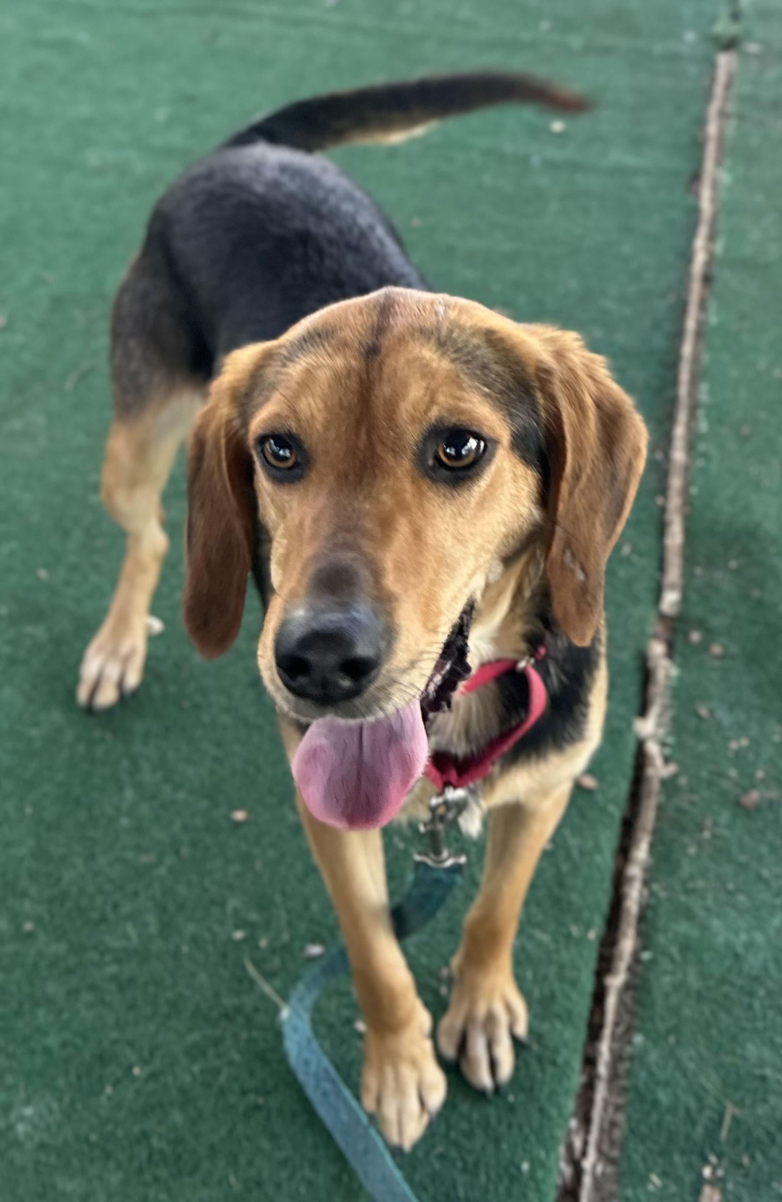 Abby, a Adopted Hound in Clarkesville, GA image 3/3