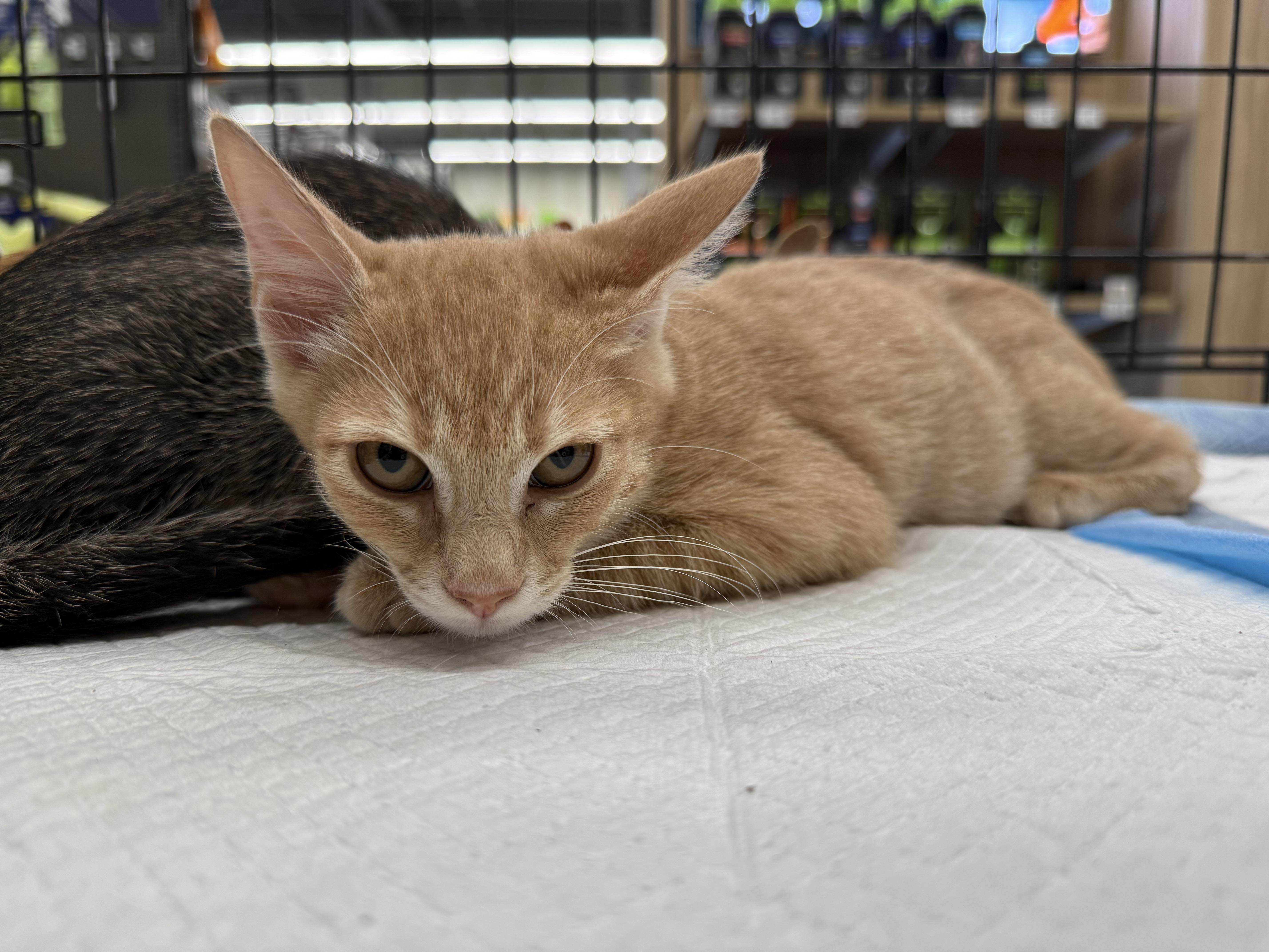 Enlarge Haggis, a Adoptable Domestic Short Hair in Intercession city , FL image 5/5