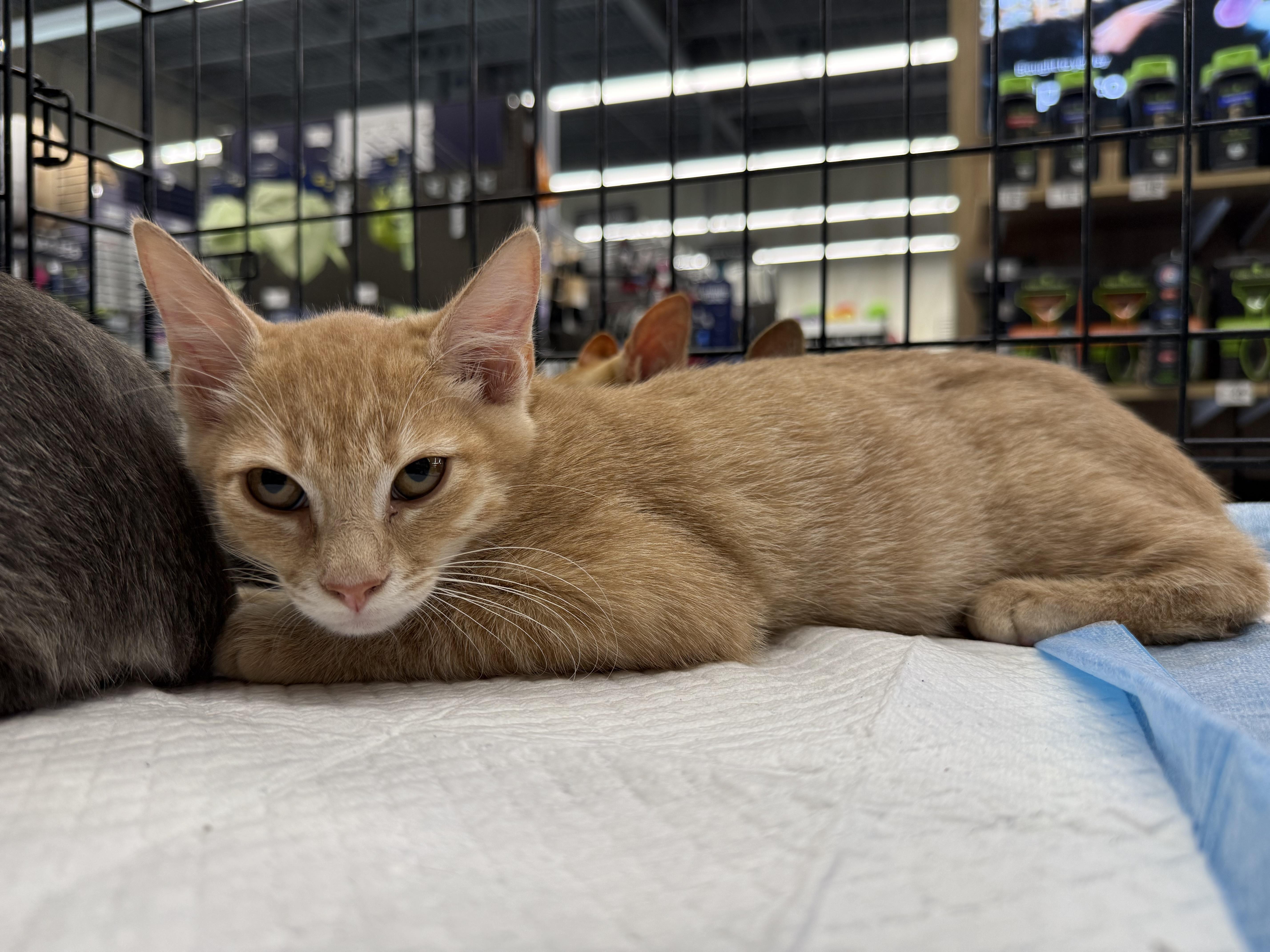 Enlarge Haggis, a Adoptable Domestic Short Hair in Intercession city , FL image 1/5